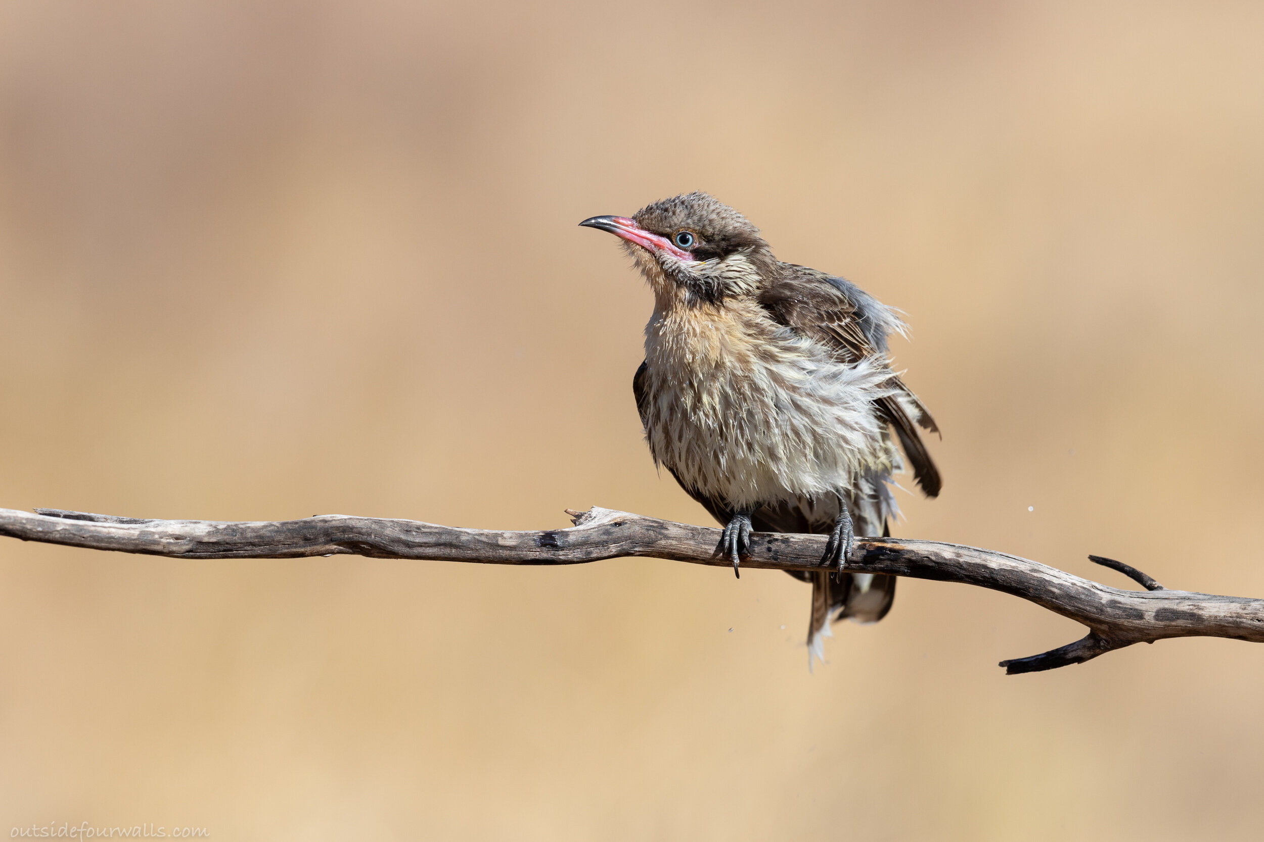 Spiny-cheeked Honeyeater (Acanthagenys rufolgularis)