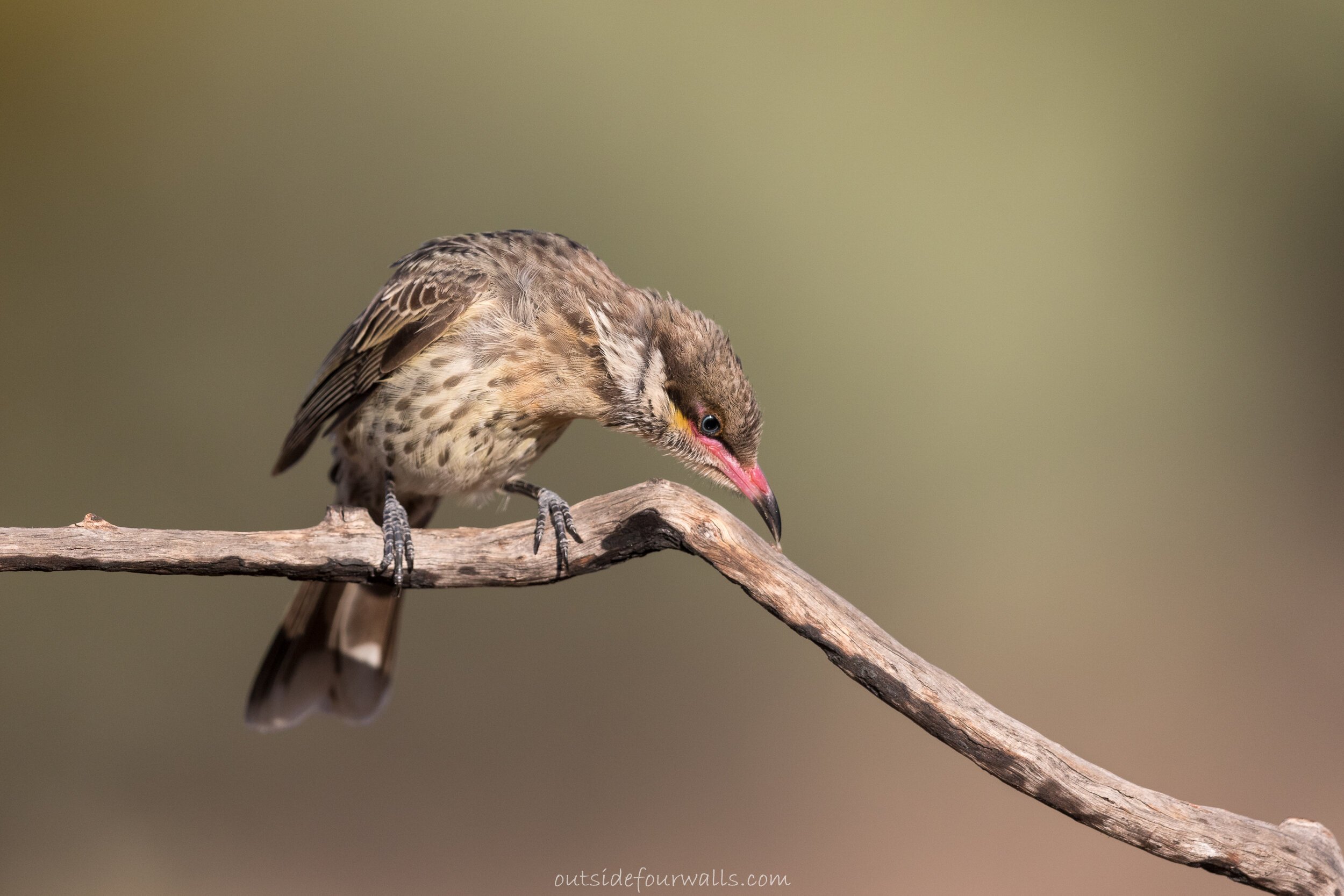 Juvenile Spiny-cheeked Honeyeater (Acanthagenys rufolgularis)