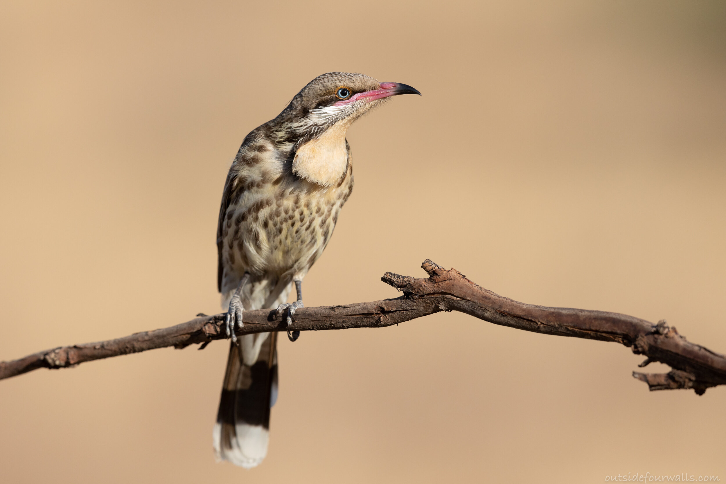 Spiny-cheeked Honeyeater (Acanthagenys rufolgularis)