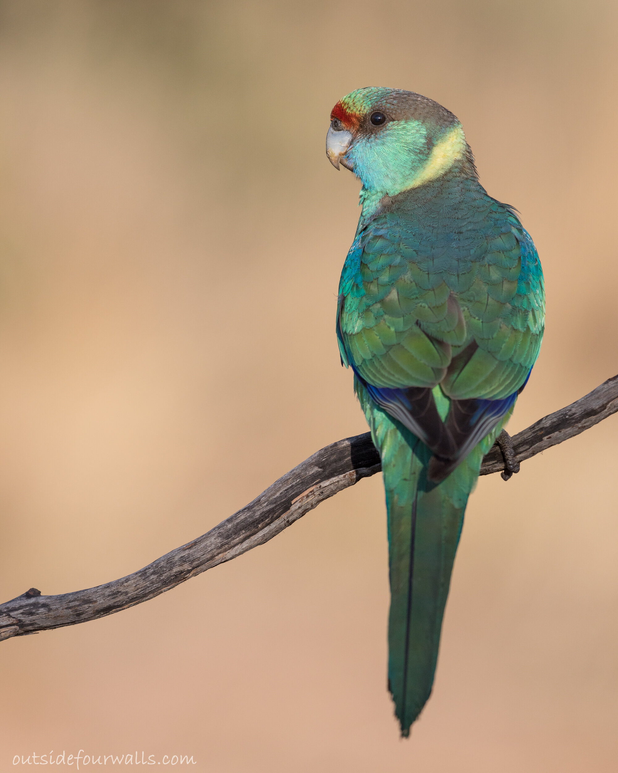 Australian 'Mallee' Ringneck (Barnardius zonarius barnardi)