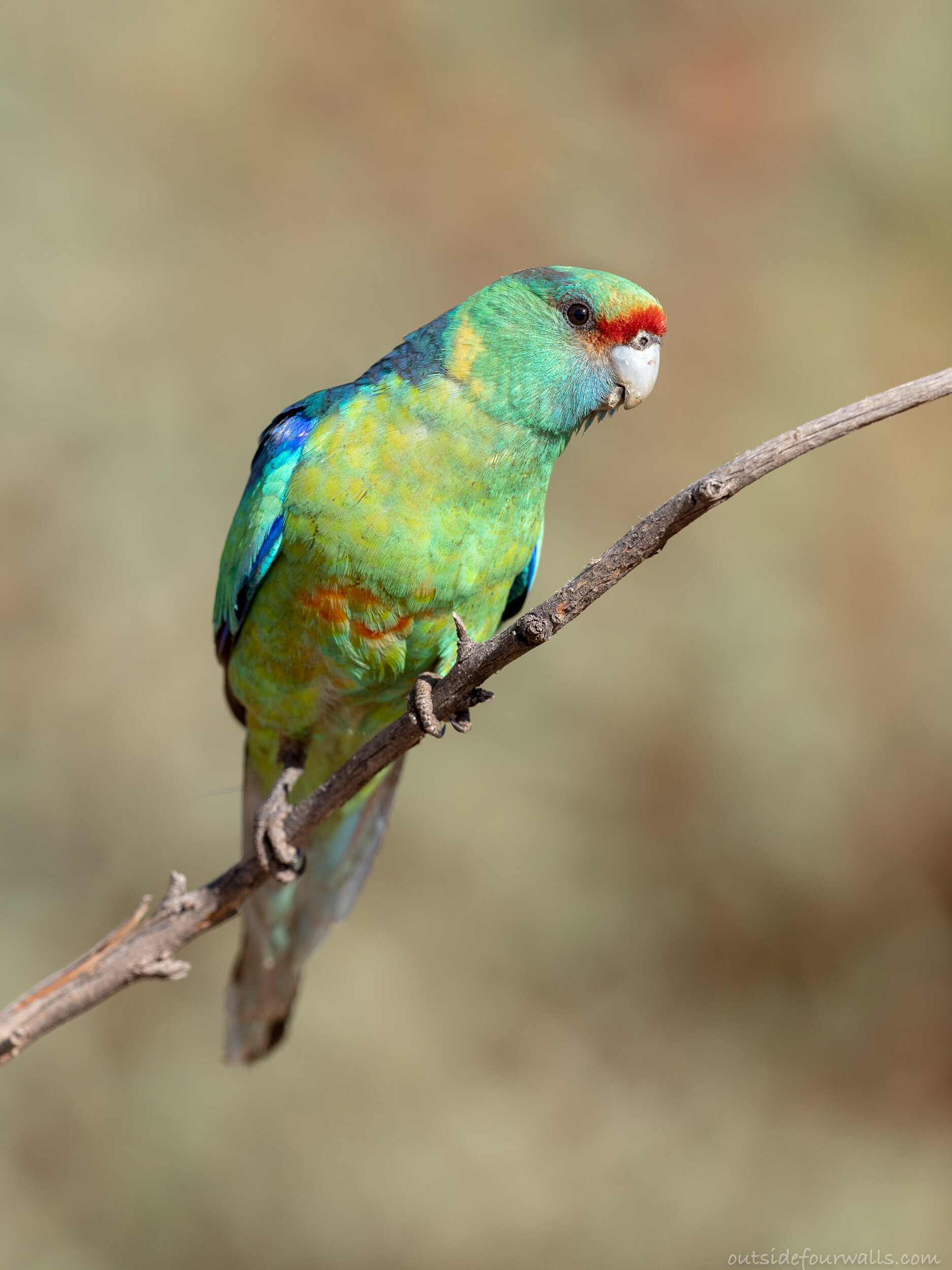 Australian 'Mallee' Ringneck (Barnardius zonarius barnardi)