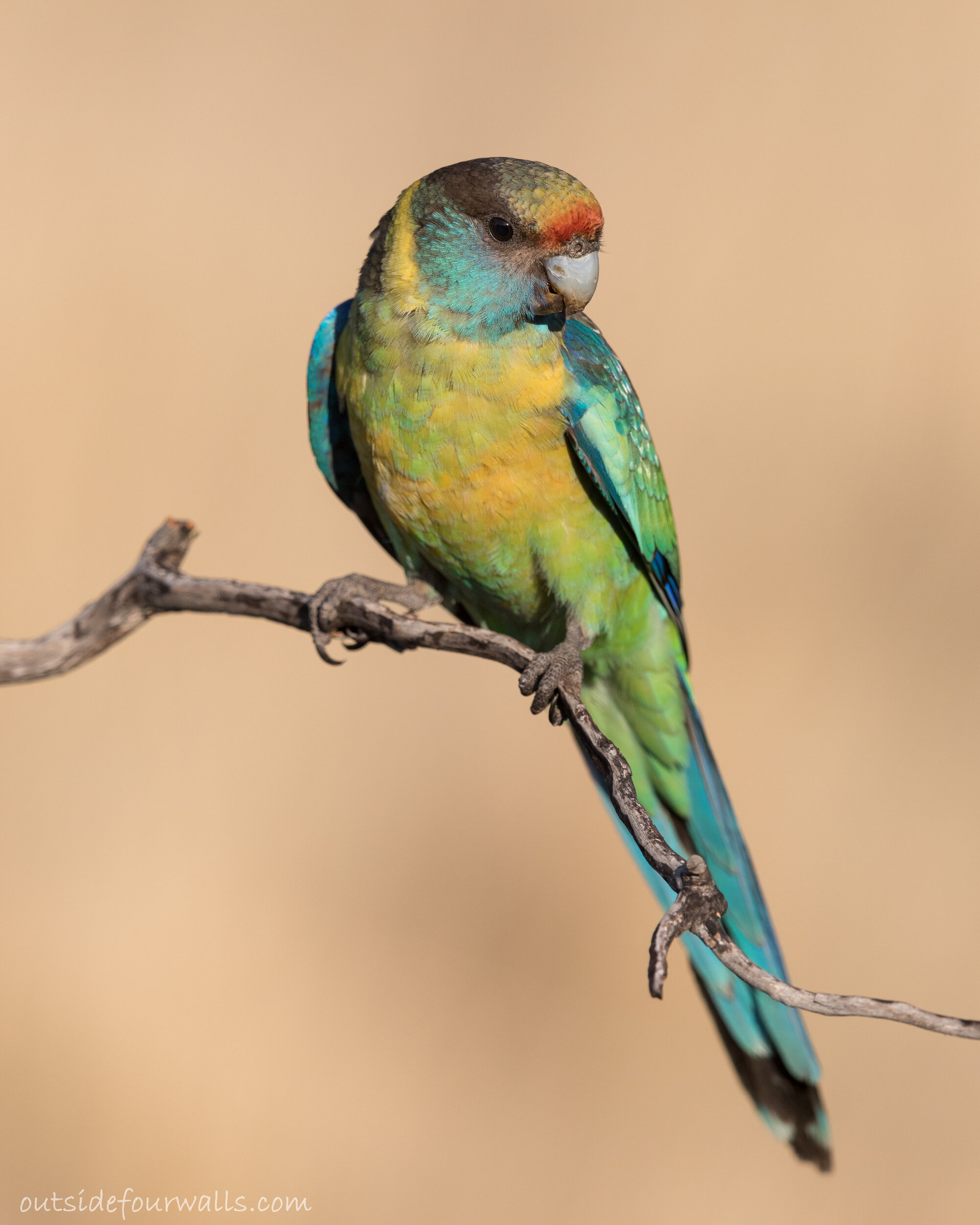 Australian 'Mallee' Ringneck (Barnardius zonarius barnardi)