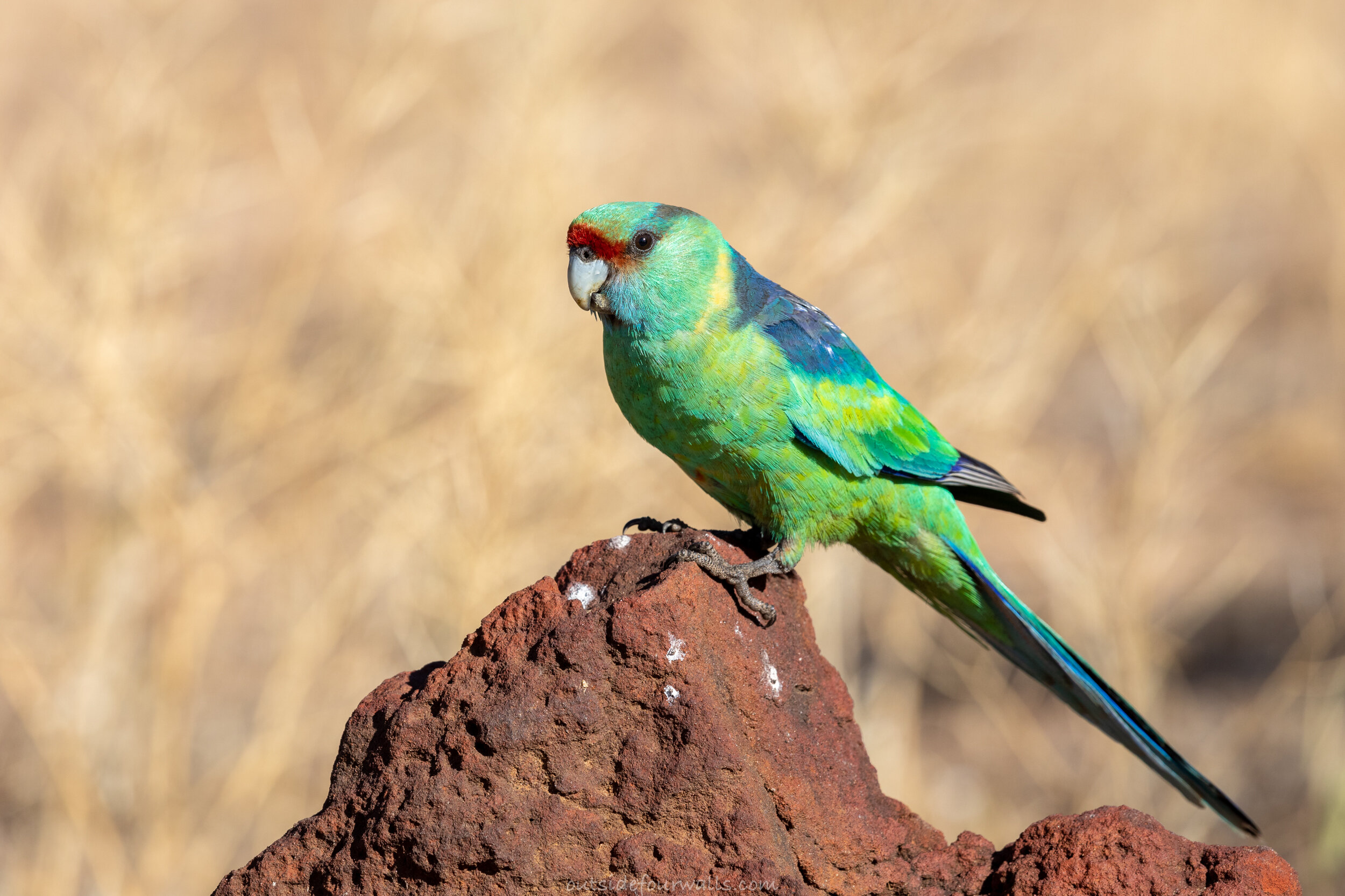 Australian 'Mallee' Ringneck (Barnardius zonarius barnardi)