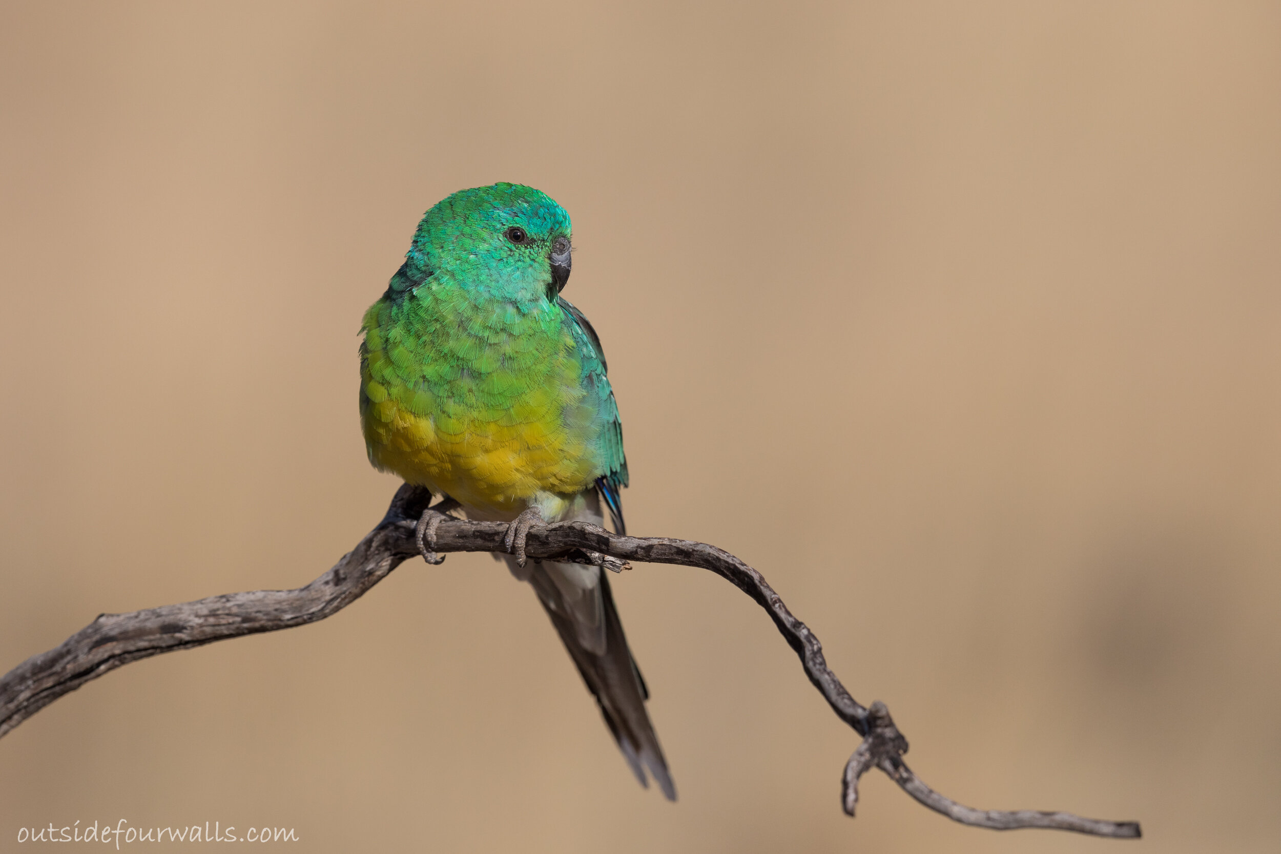 Male Red-rumped Parrot (Psephotus haematonotus)