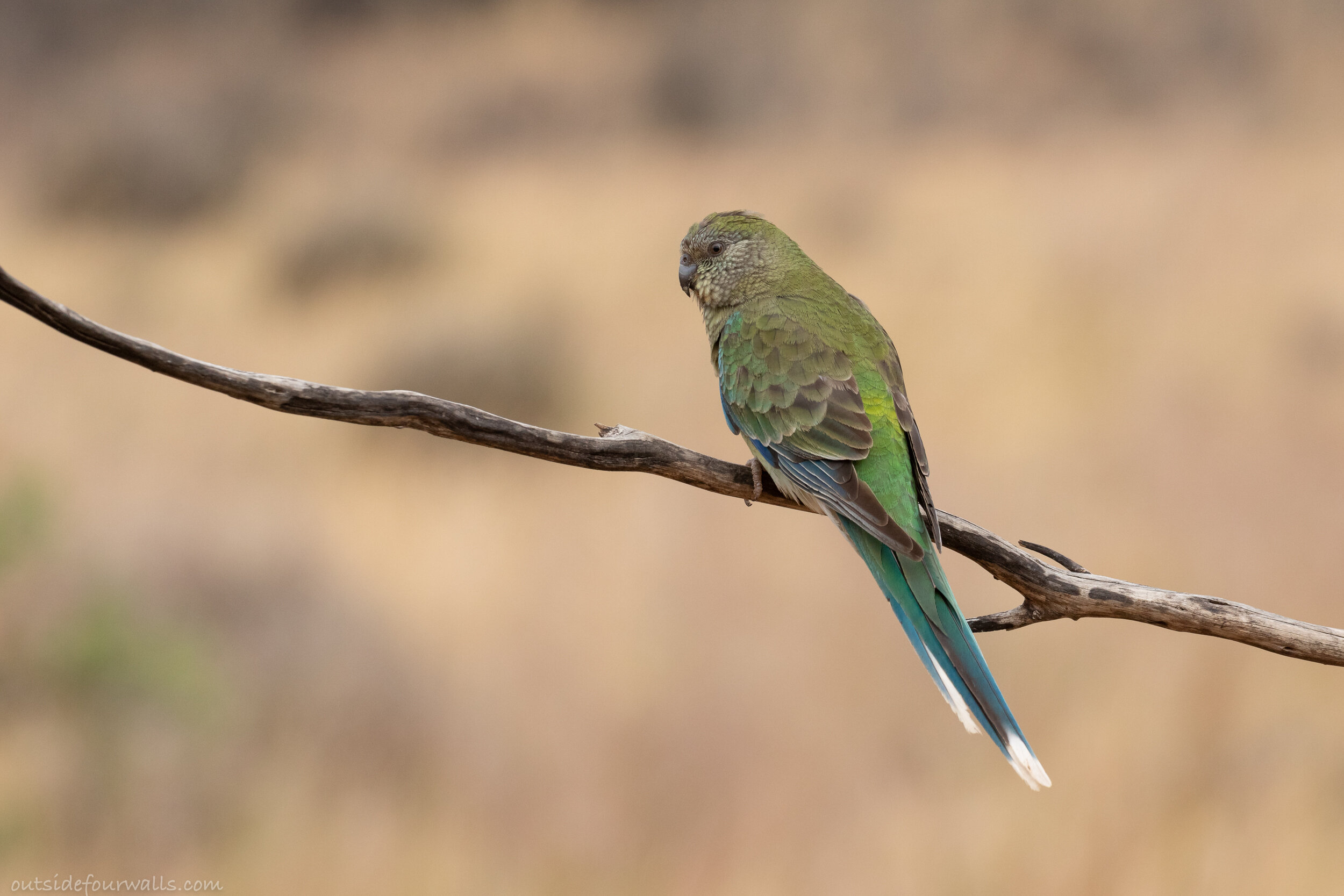 Female Red-rumped Parrot (Psephotus haematonotus)