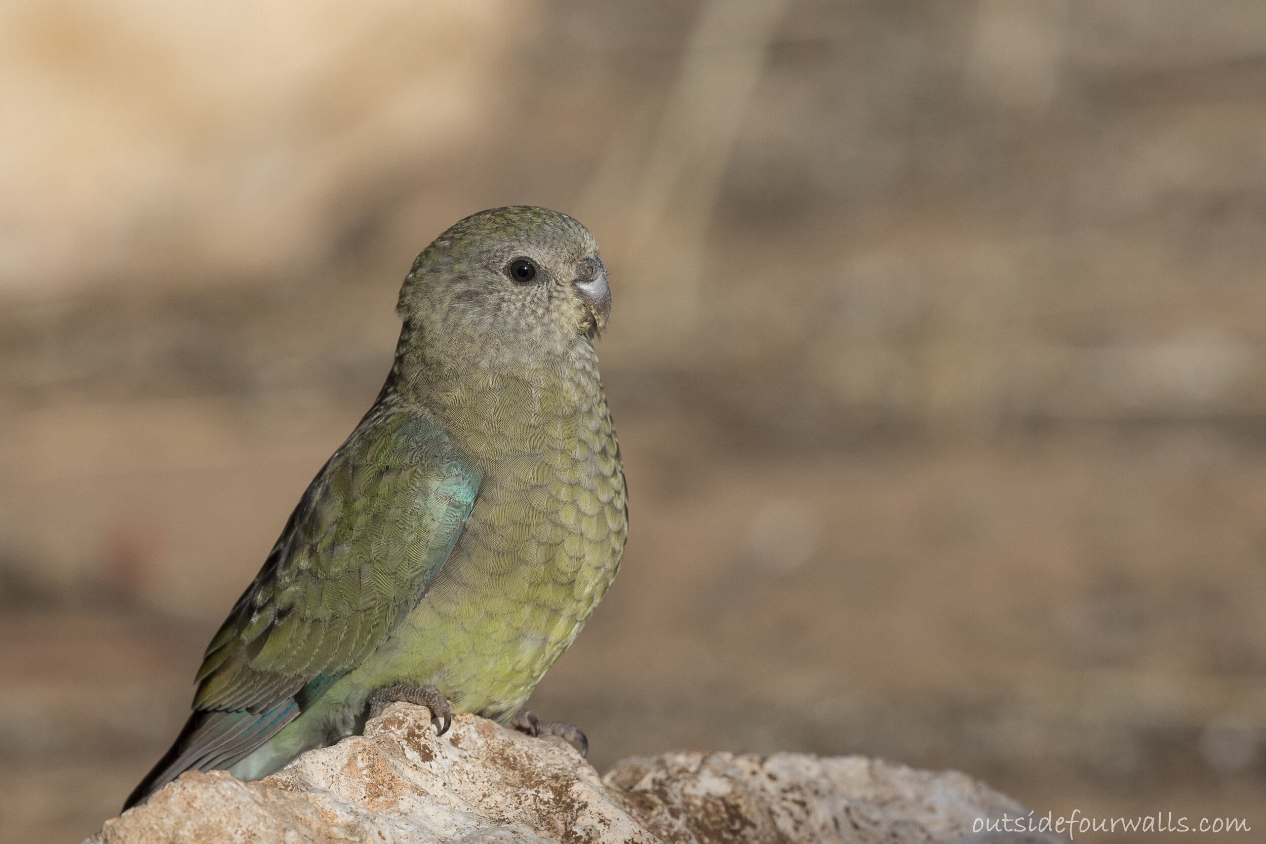 Female Red-rumped Parrot (Psephotus haematonotus)