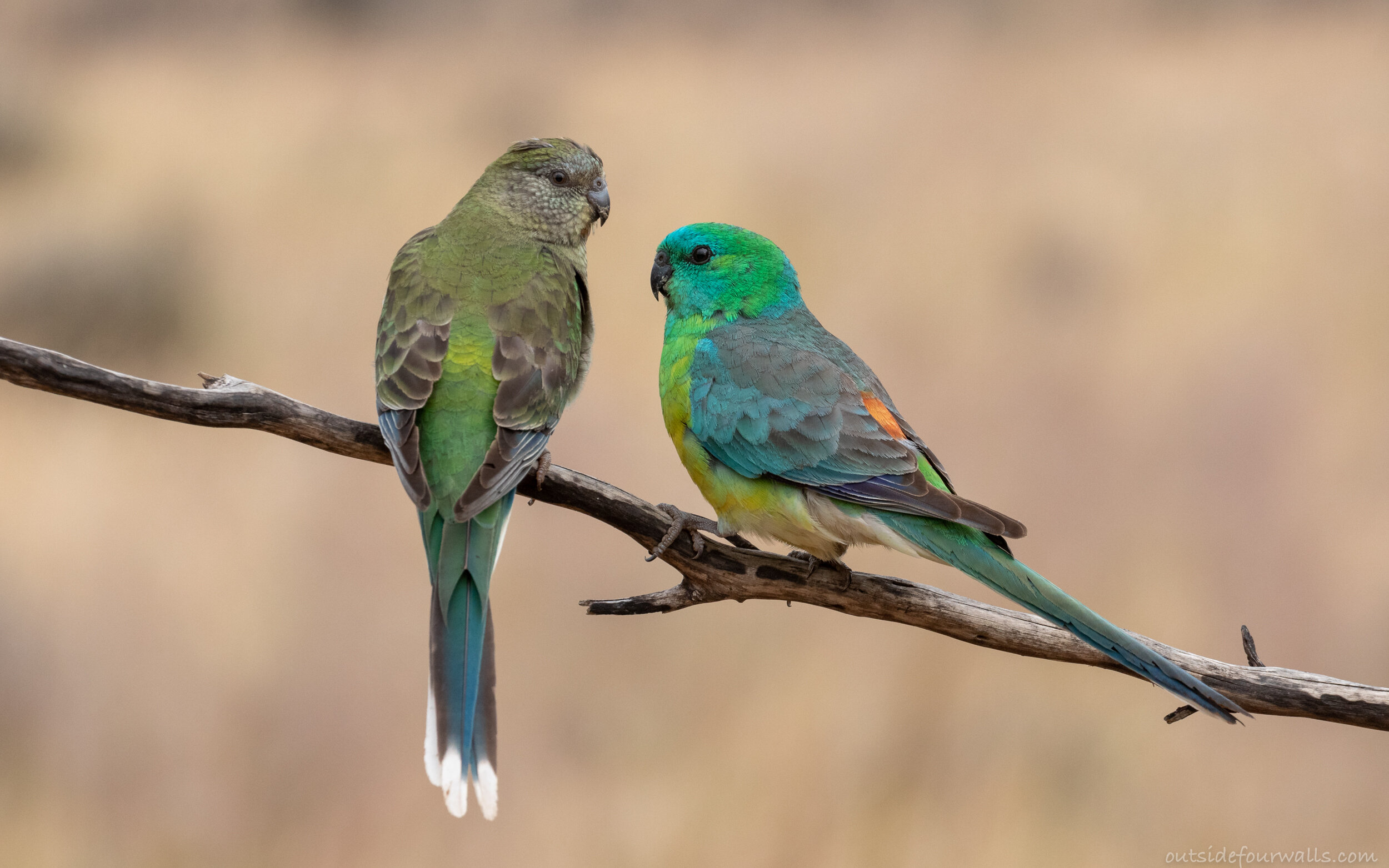 Red-rumped Parrots (Psephotus haematonotus)