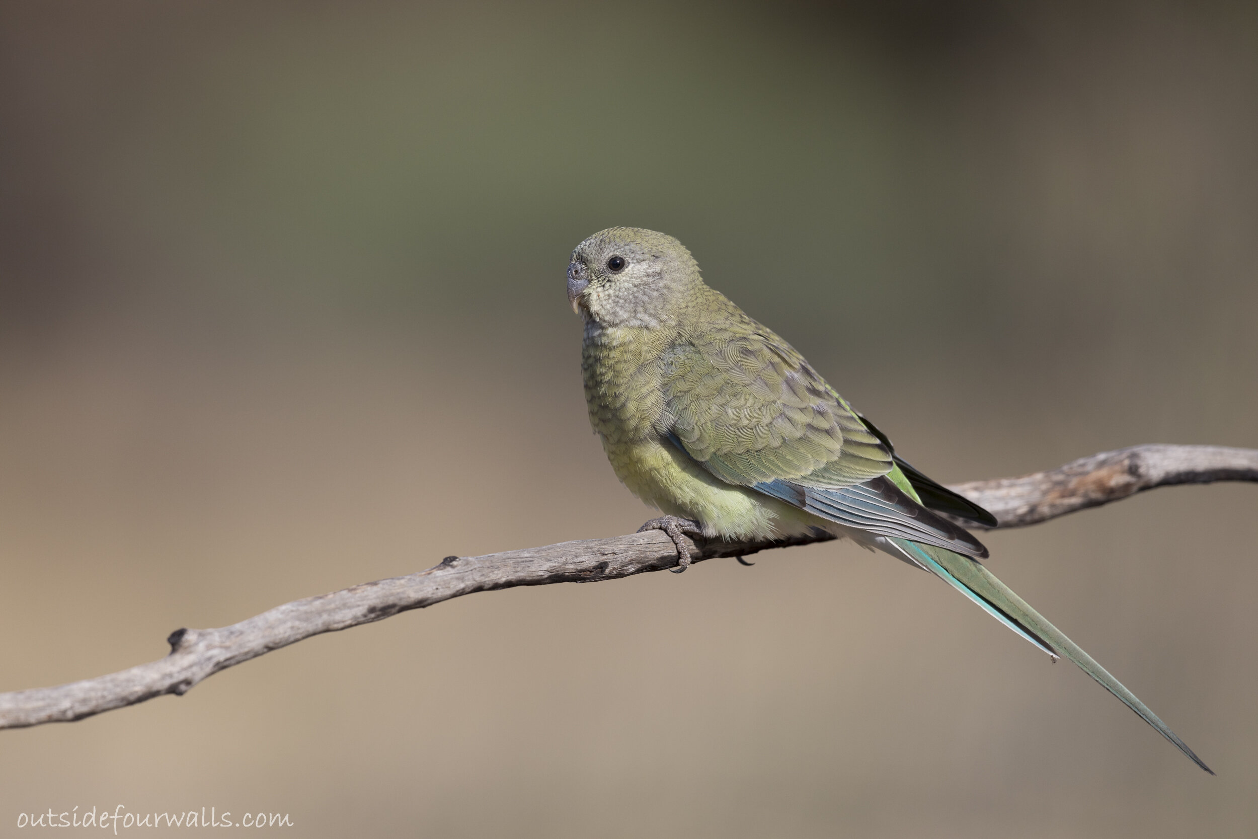 Female Red-rumped Parrot (Psephotus haematonotus)