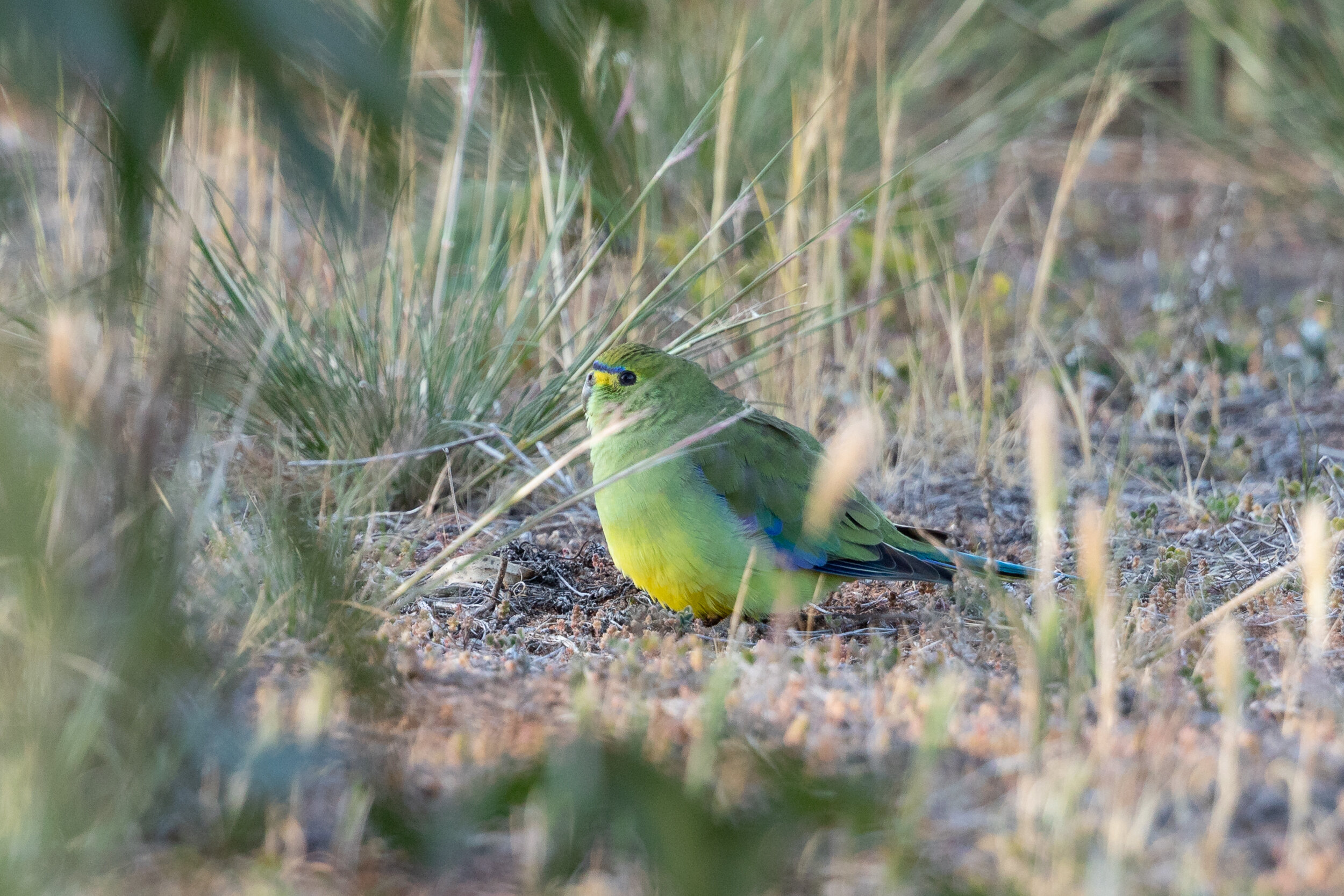 Blue-winged Parrot (Neophema chrysostoma)