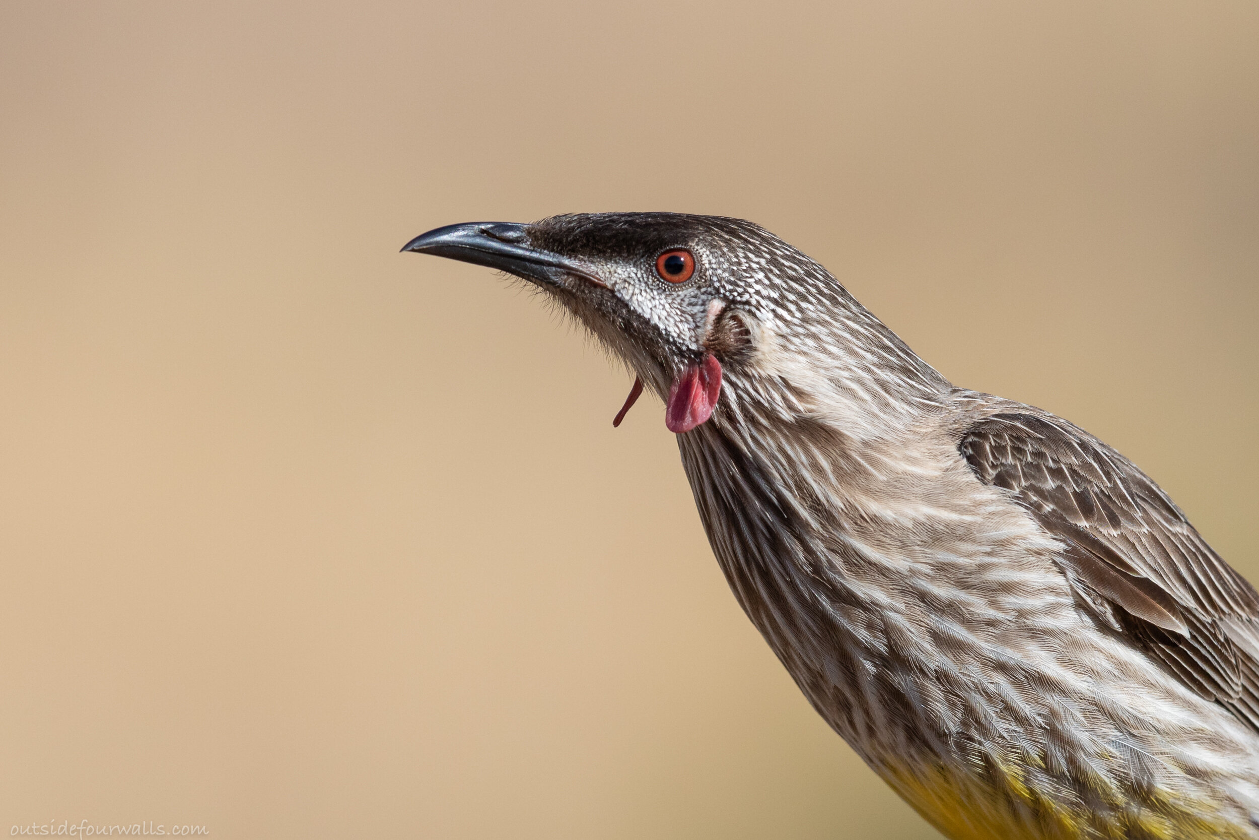 Red Wattlebird (Anthochaera carunculata)