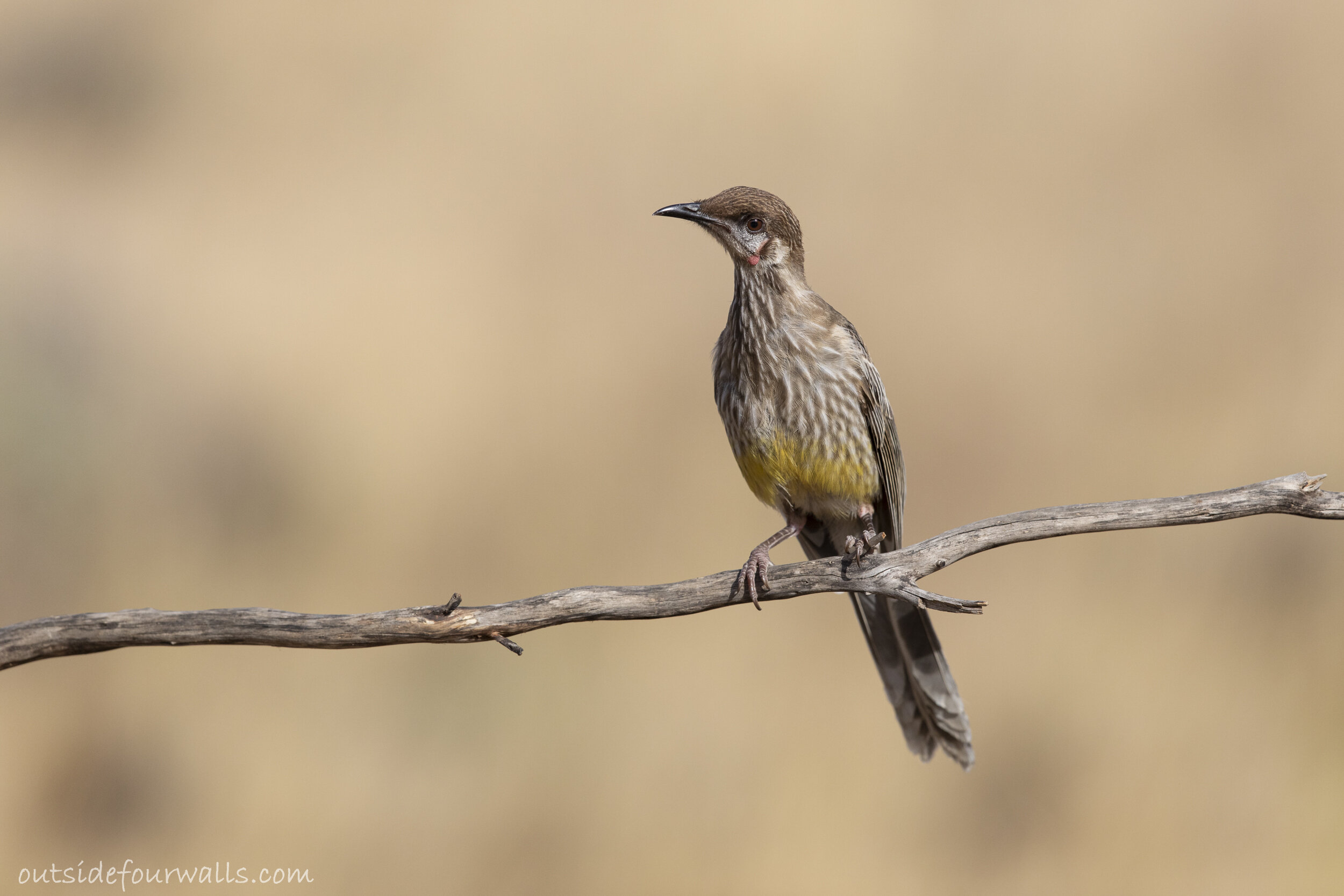 Juvenile Red Wattlebird (Anthochaera carunculata)