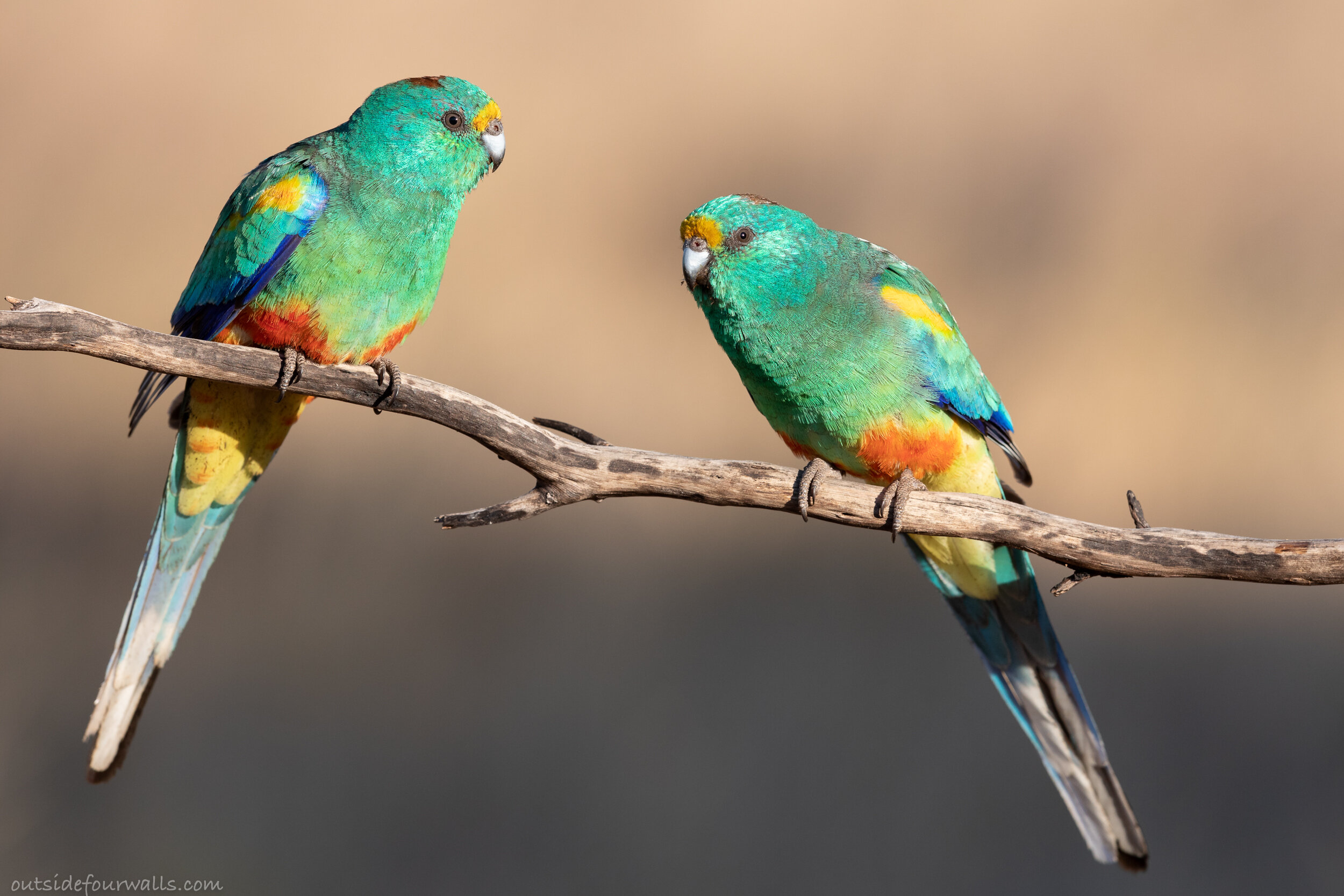 Male Mulga Parrots (Psephotus varius)