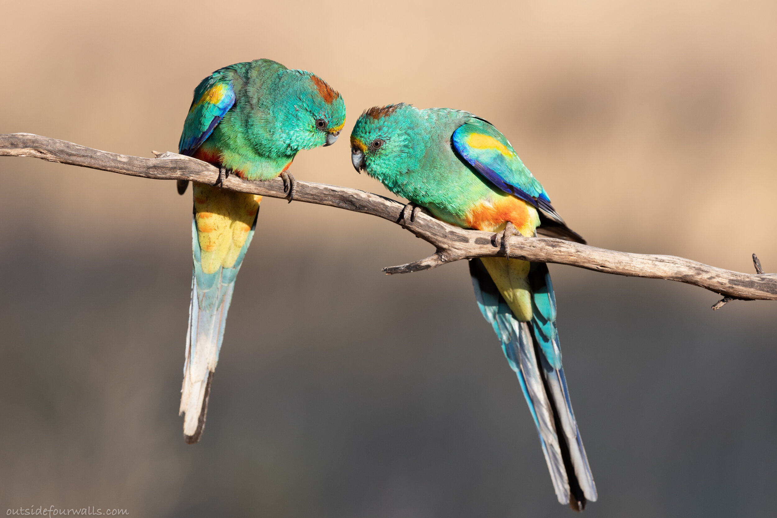 Male Mulga Parrots (Psephotus varius)