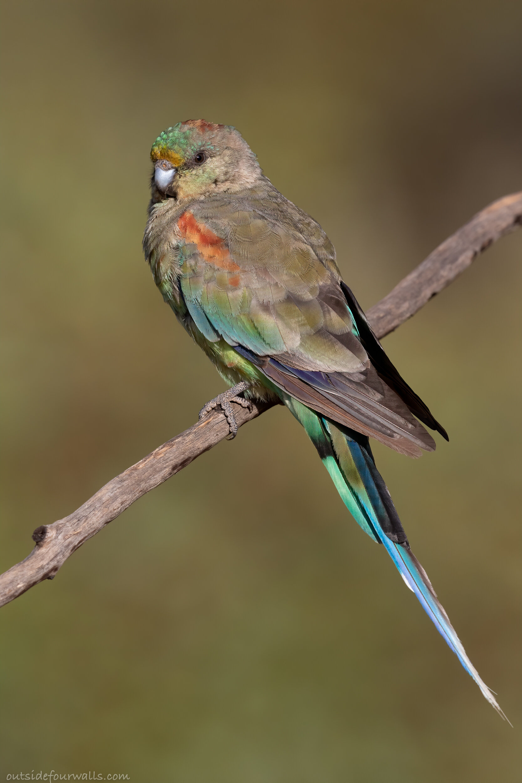 Female Mulga Parrot (Psephotus varius)