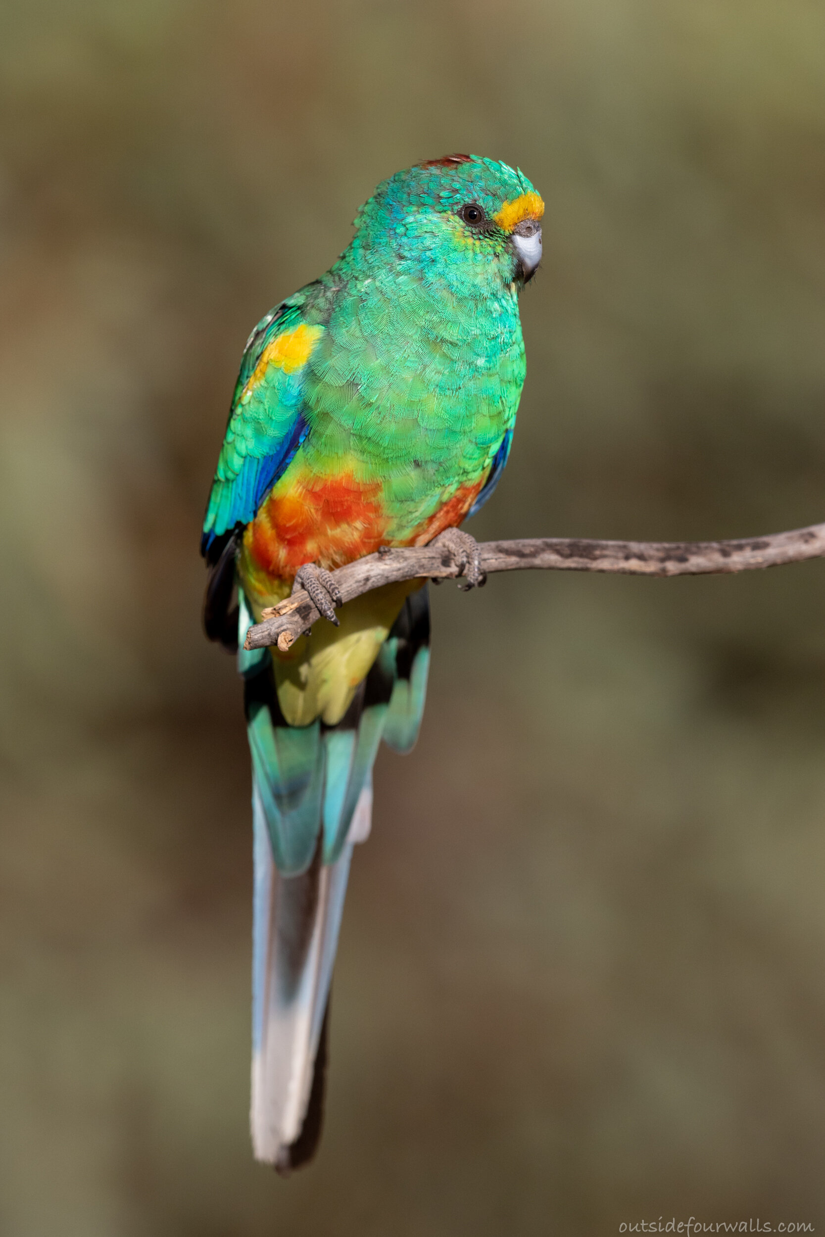 Male Mulga Parrot (Psephotus varius)