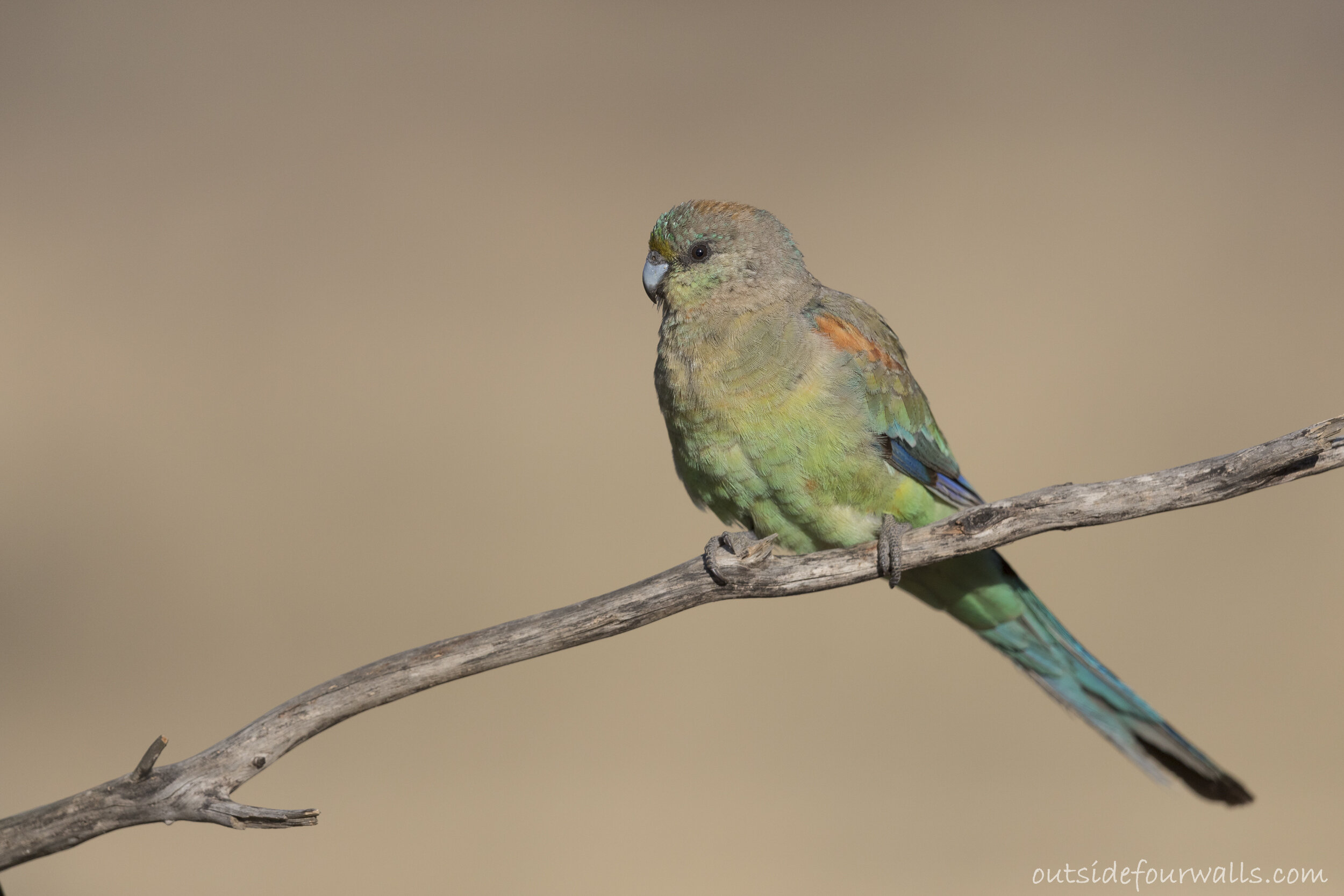 Female Mulga Parrot (Psephotus varius)