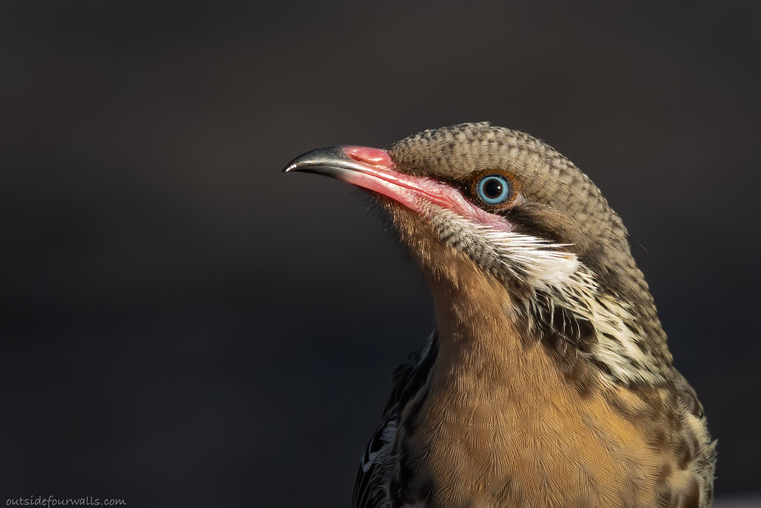Spiny-cheeked Honeyeater (Acanthagenys rufogularis)