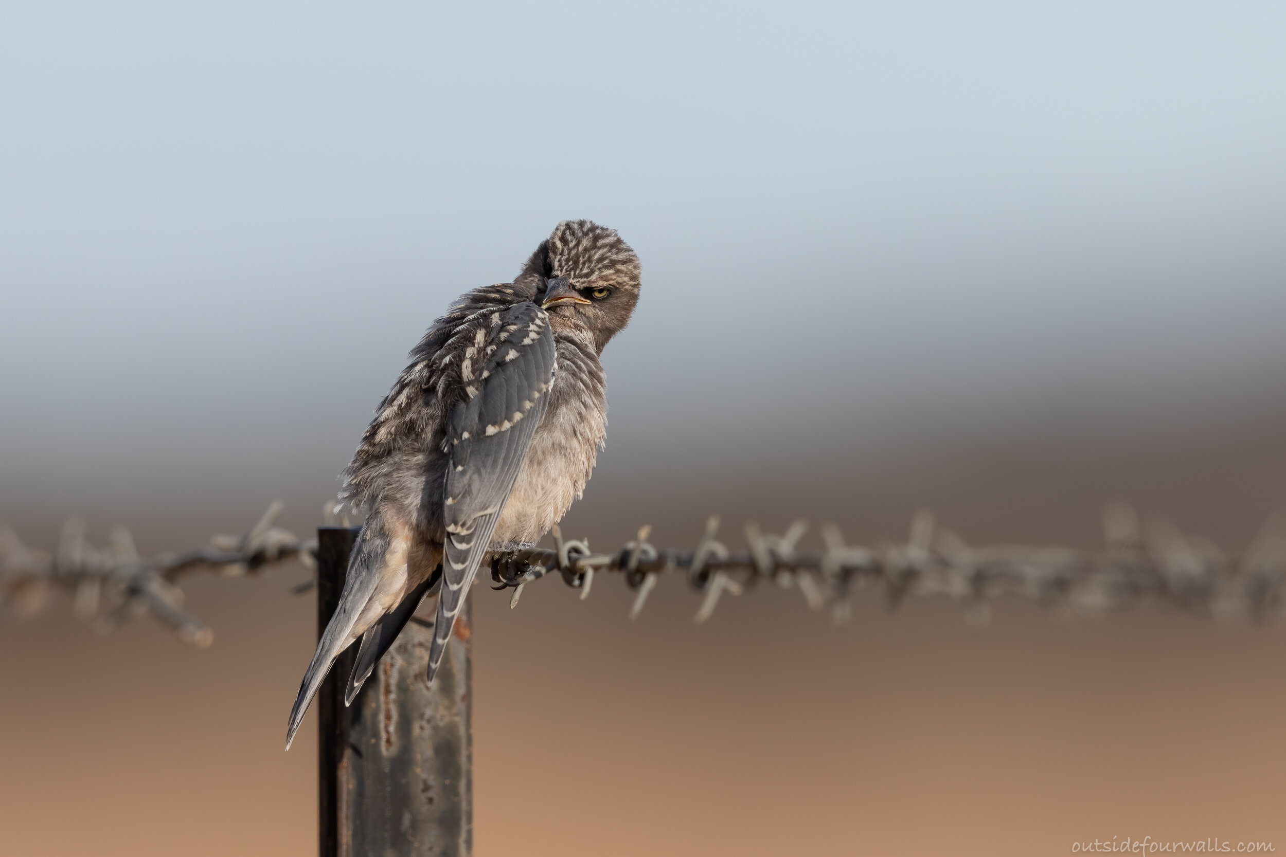 Juvenile White-browed Woodswallow (Artamus superciliosus)