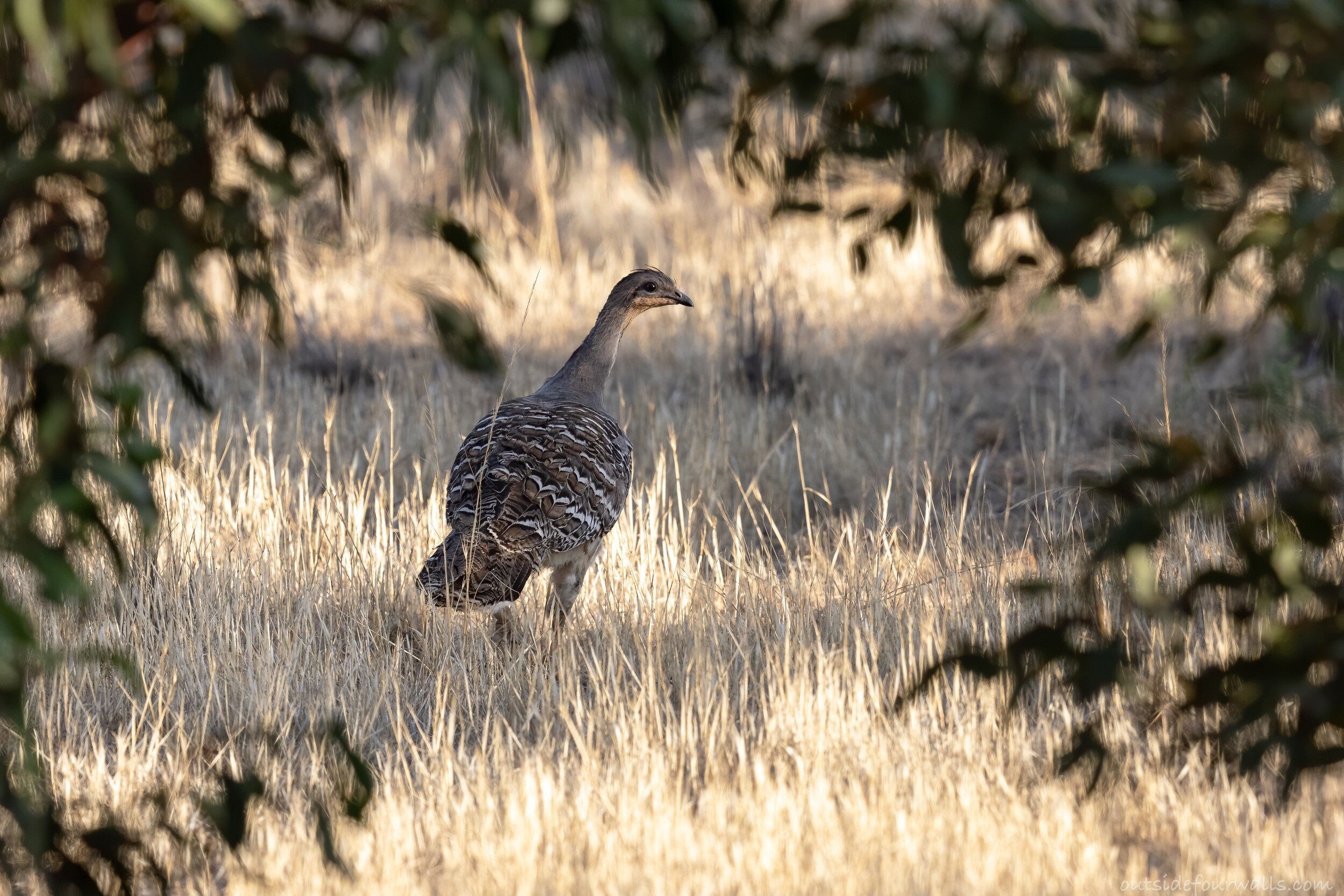 Malleefowl (Leipoa ocellata)