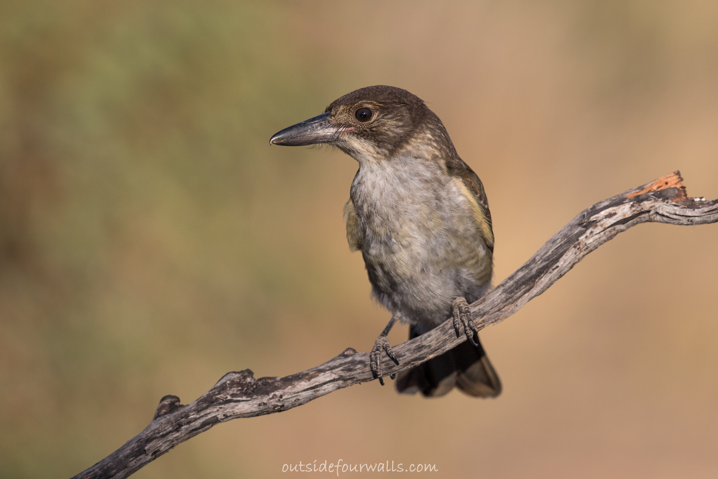Juvenile Grey Butcherbird (Cracticus torquatus)