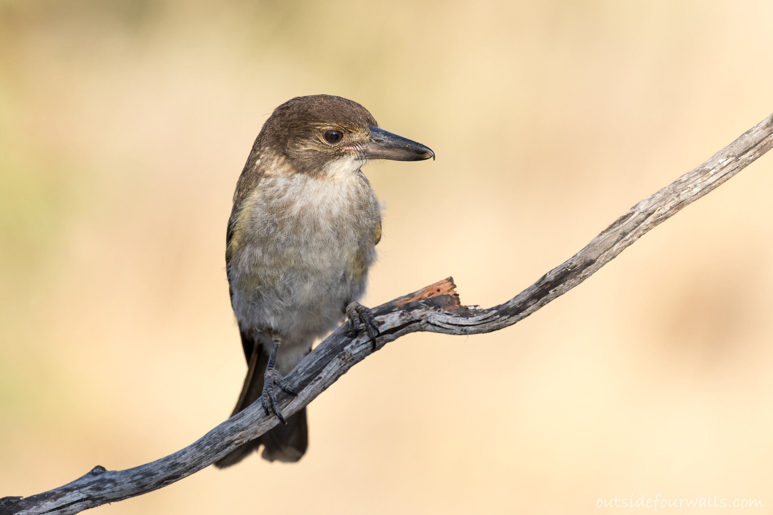 Juvenile Grey Butcherbird (Cracticus torquatus)