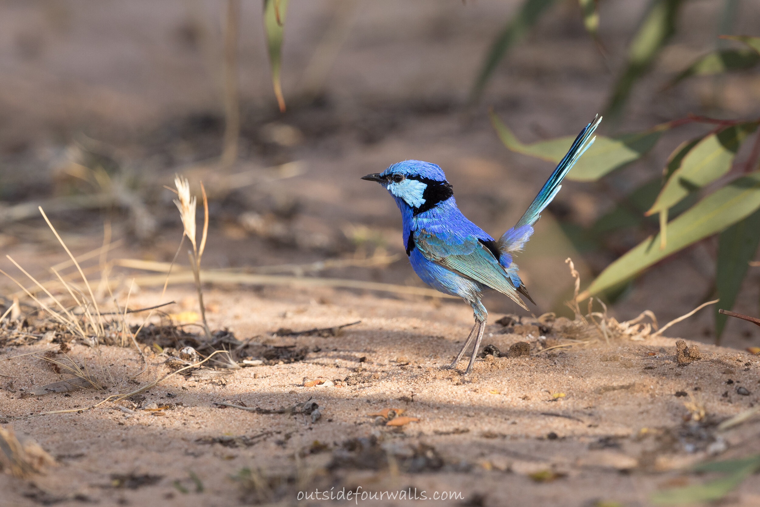 Adult male Splendid Fairywren (Malurus spendens)