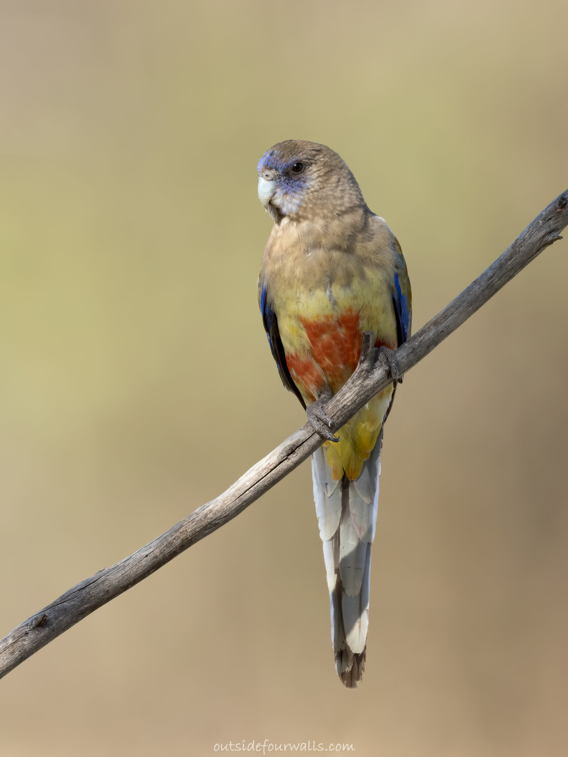 Bluebonnet (Northiella haematogaster)