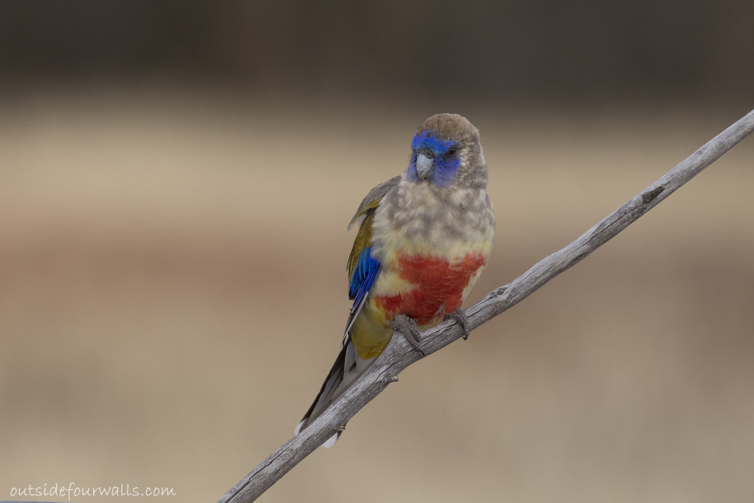 Bluebonnet (Northiella haematogaster)