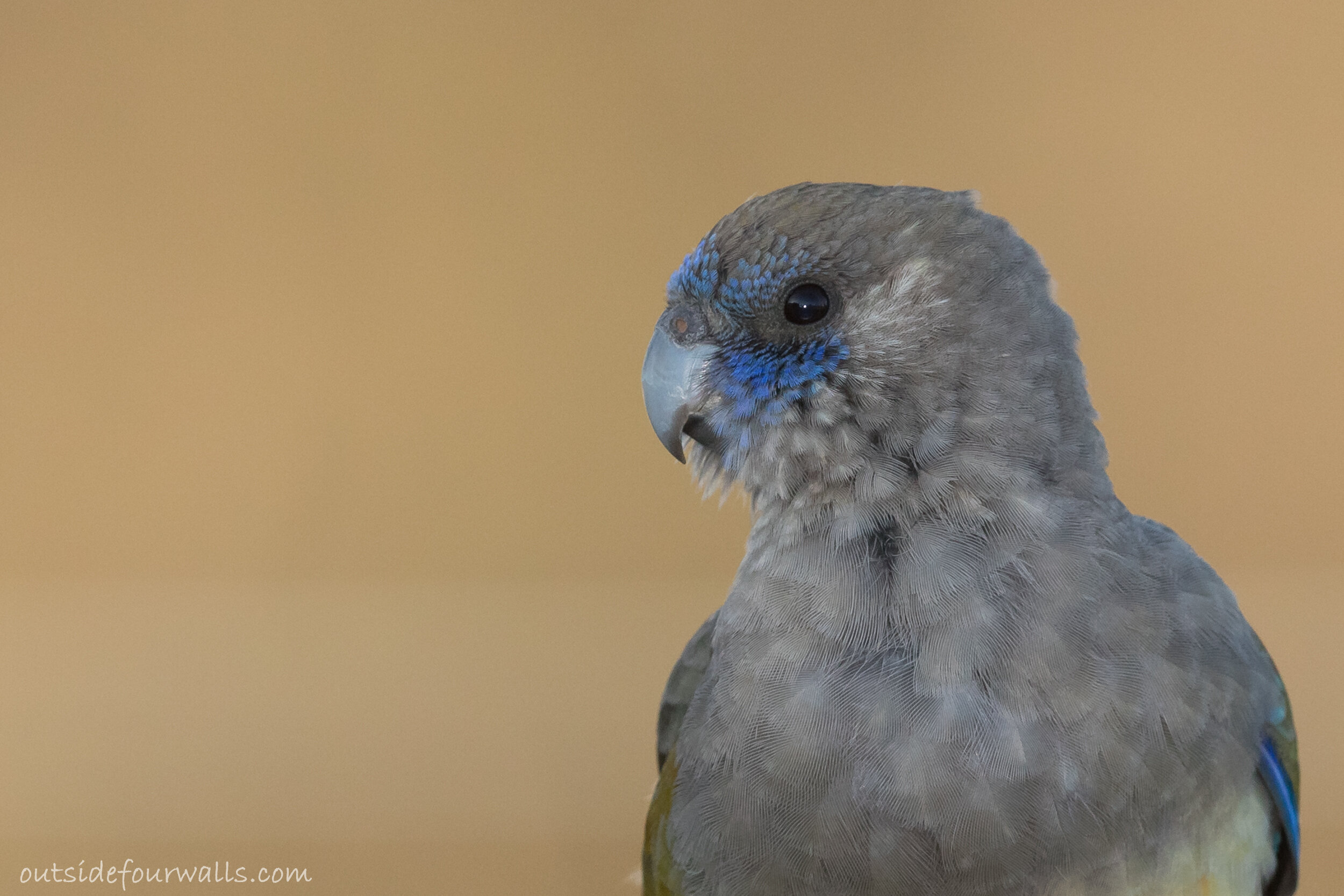 Bluebonnet (Northiella haematogaster)
