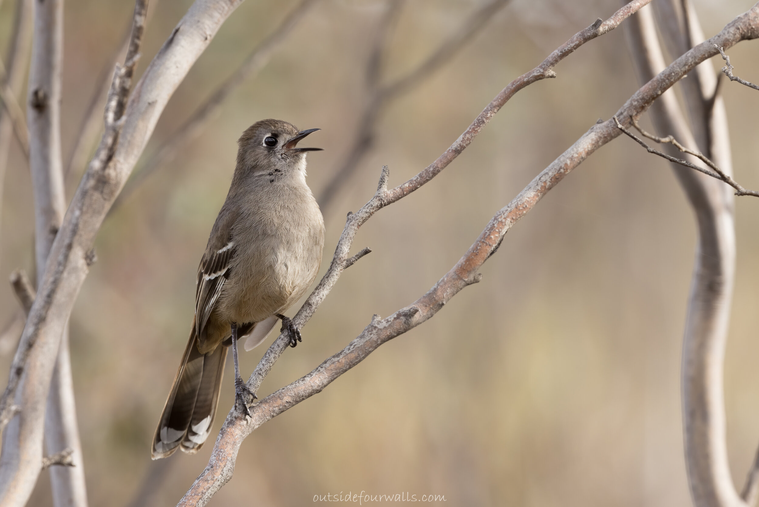 Southern Scrub-robin (Drymodes brunneopygia)