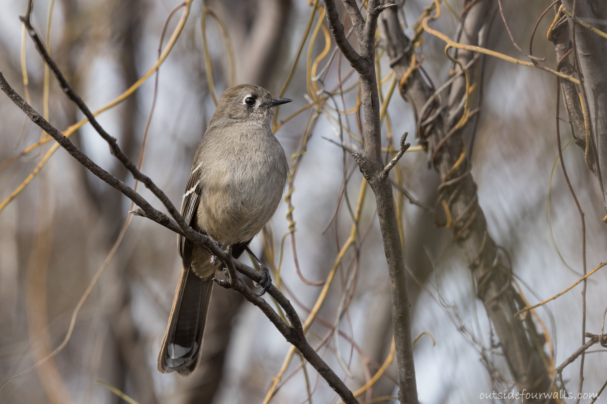 Southern Scrub-robin (Drymodes brunneopygia)