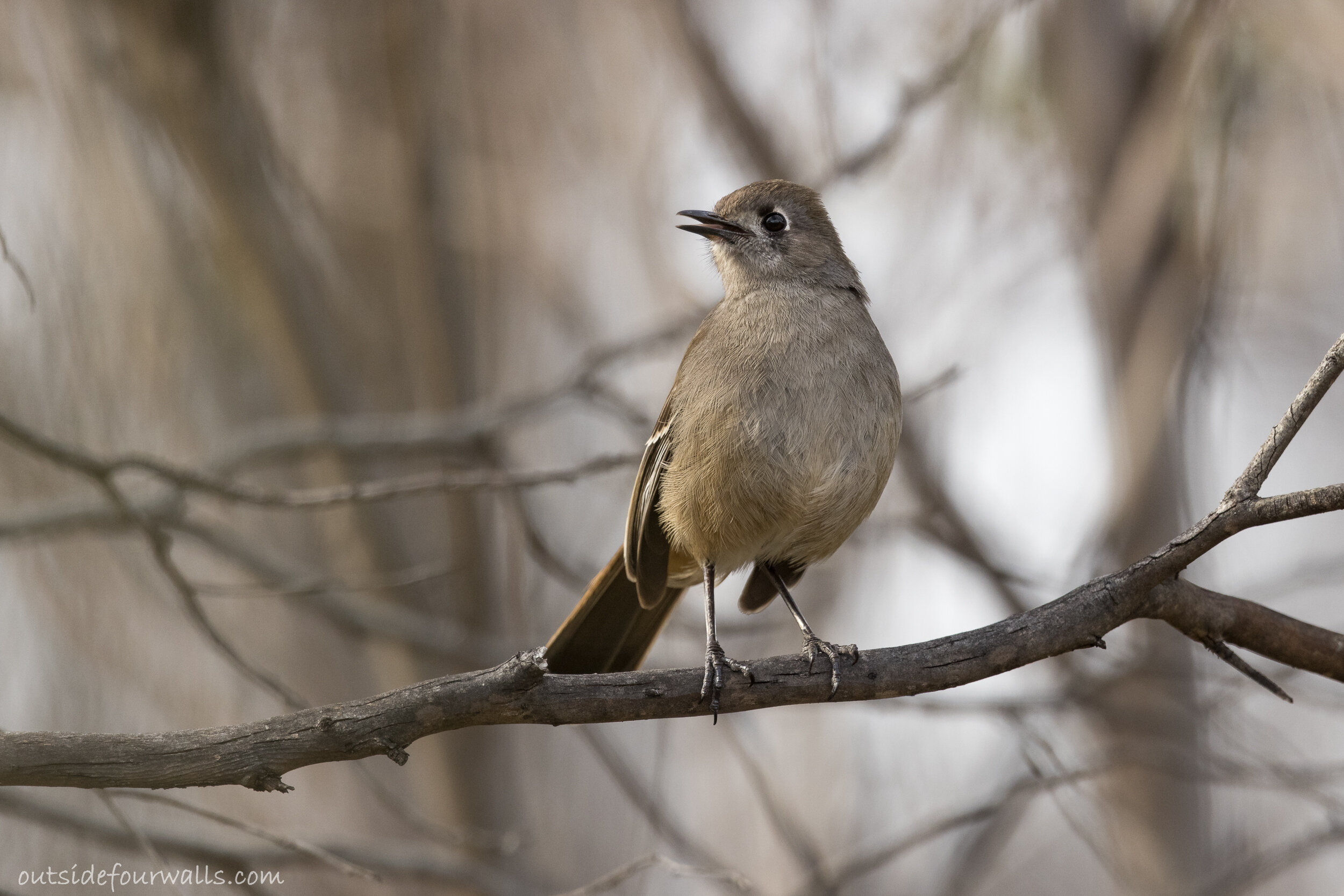 Southern Scrub-robin (Drymodes brunneopygia)