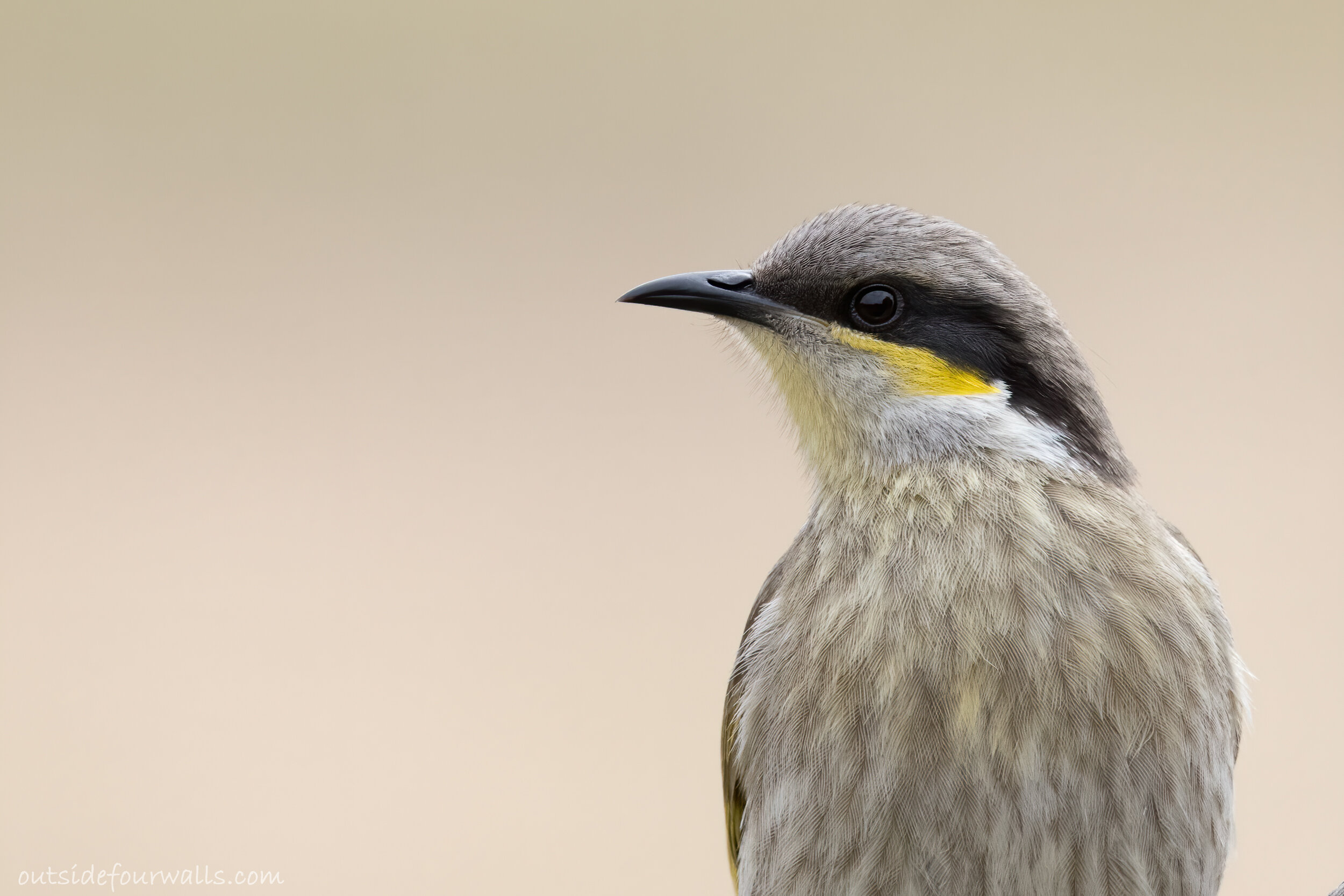 Singing Honeyeater (Lichenostomus virescens)
