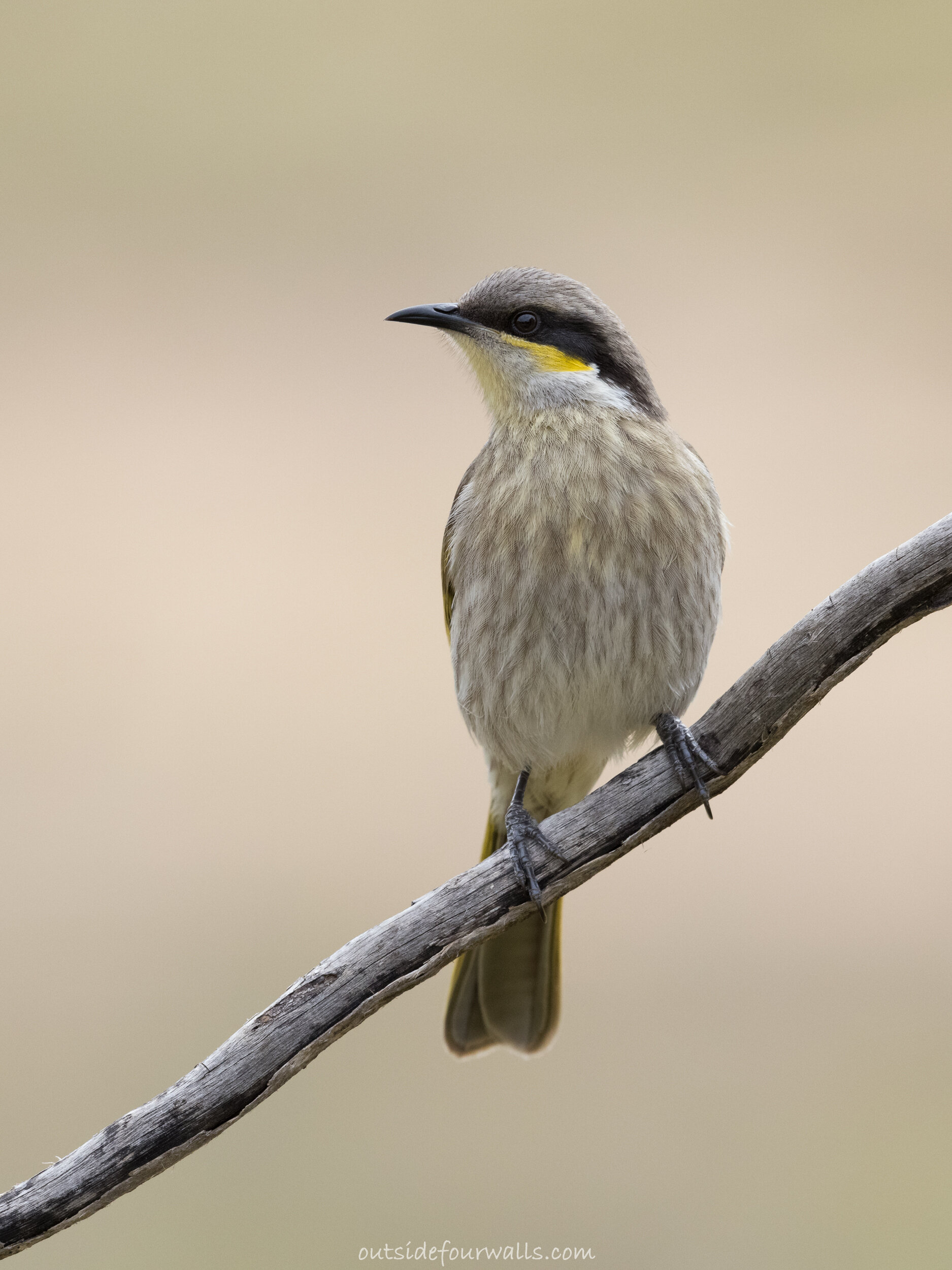 Singing Honeyeater (Lichenostomus virescens)
