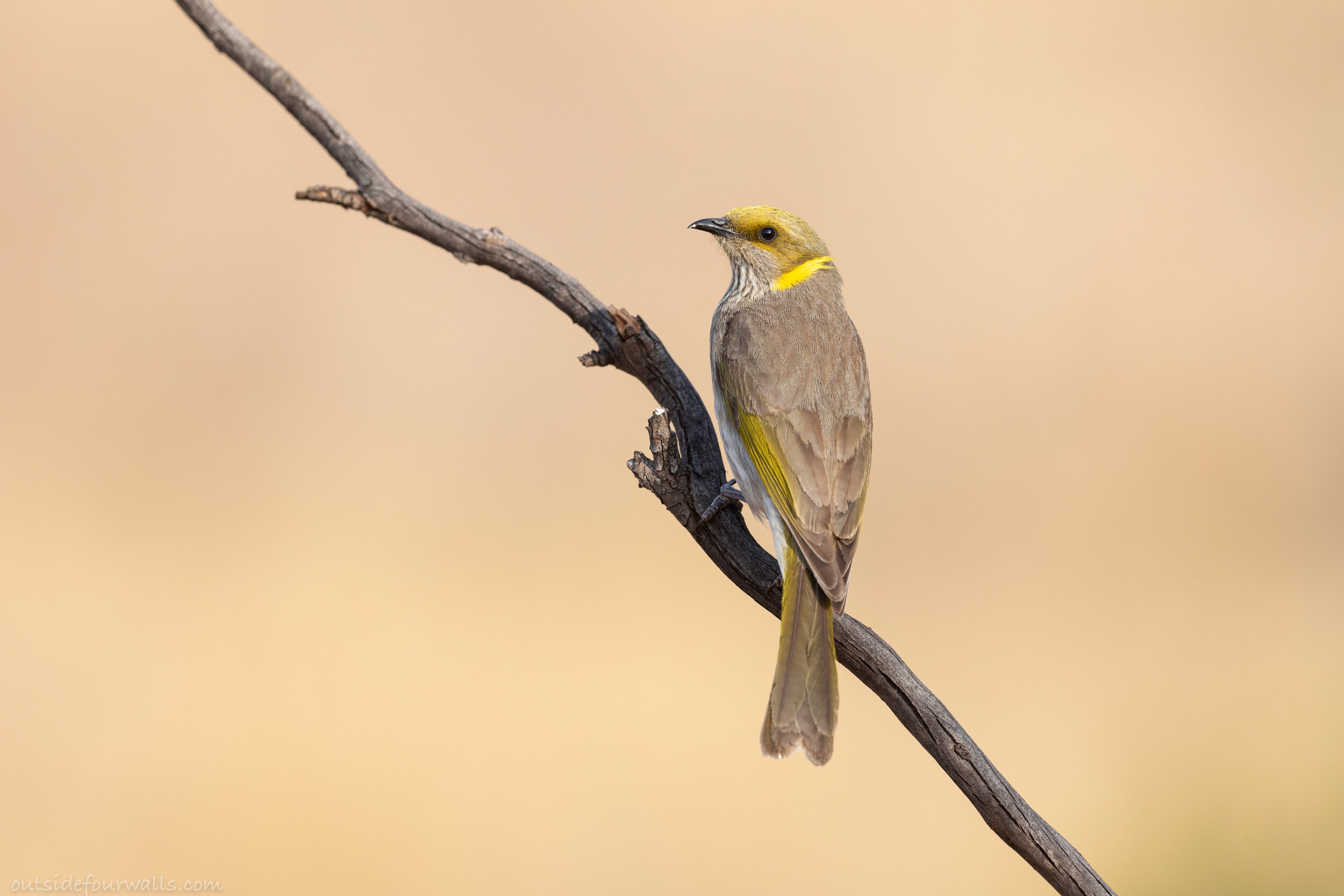 Yellow-plumed Honeyeater (Ptilotula ornata)