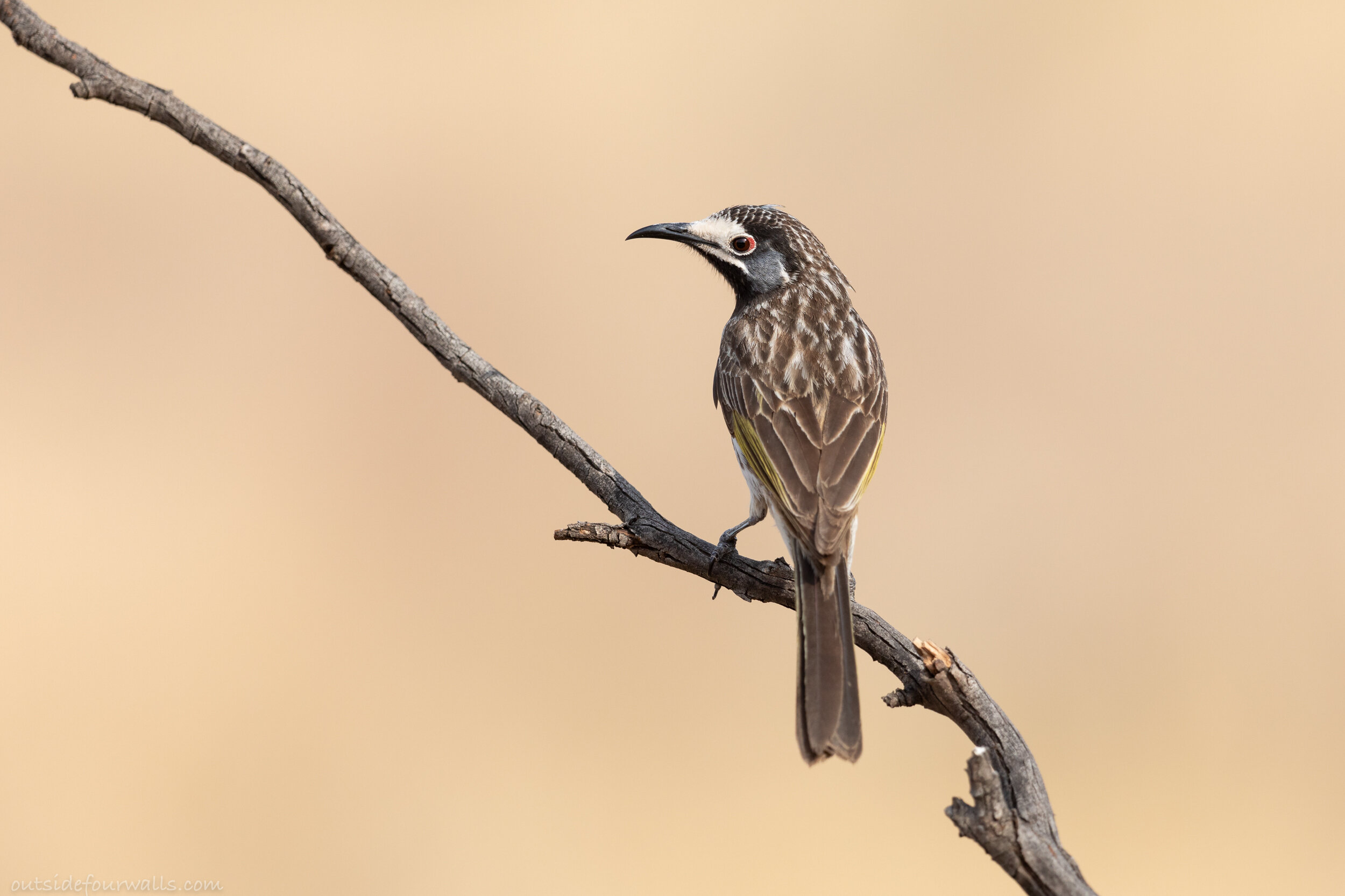 White-fronted Honeyeater (Purnella albifrons)