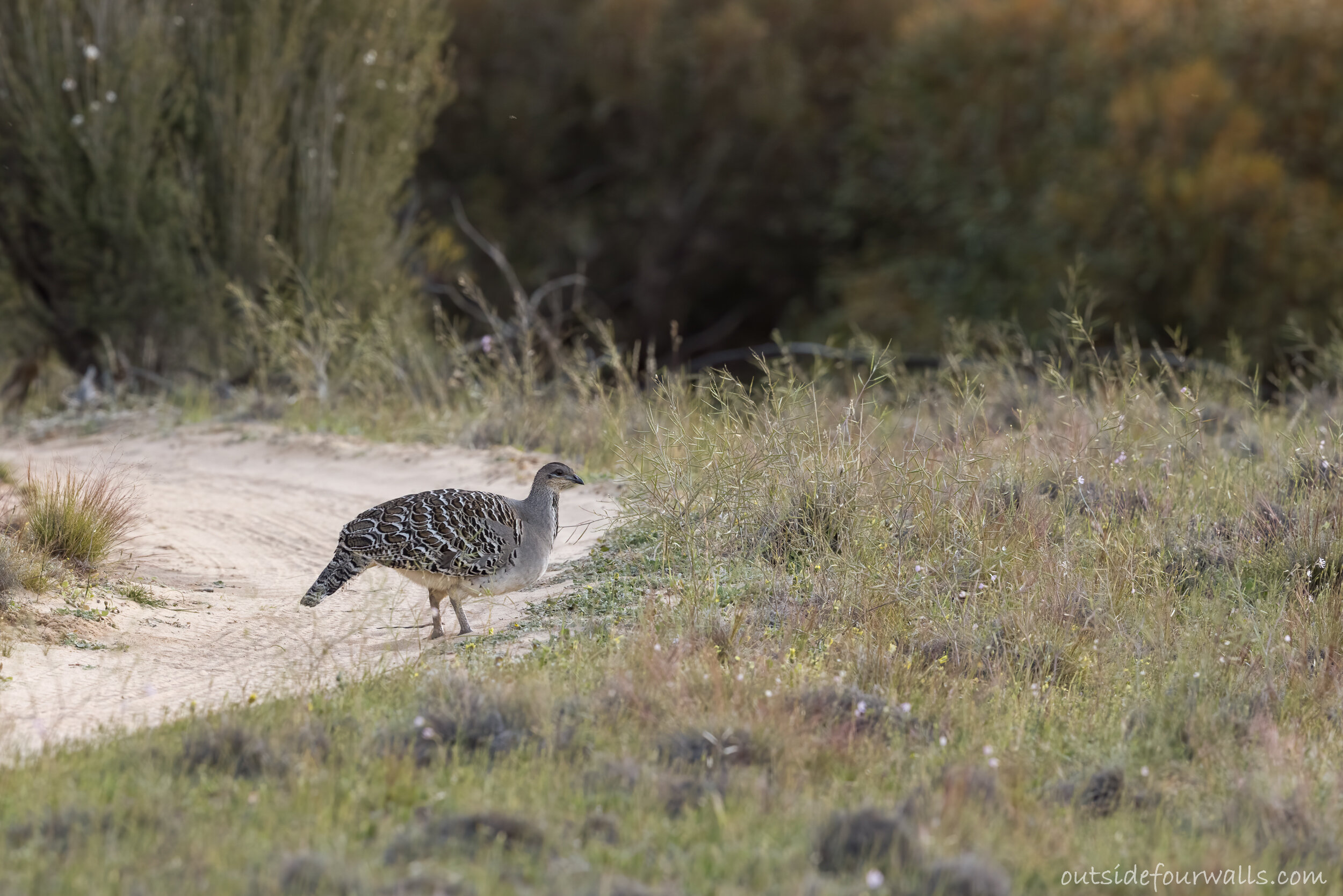 Malleefowl (Leipoa ocellata)
