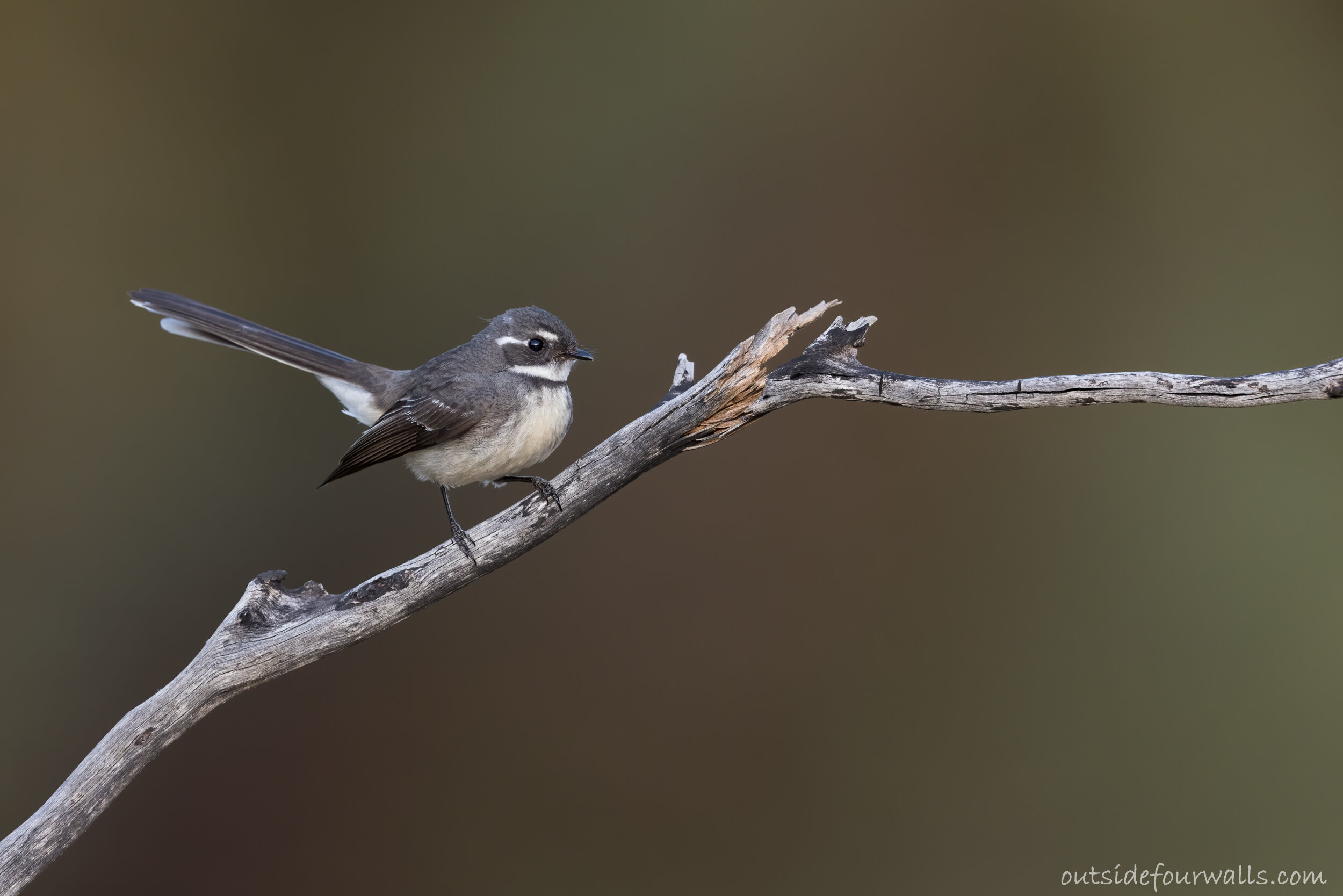 Grey Fantail (Rhipidura albiscapa)