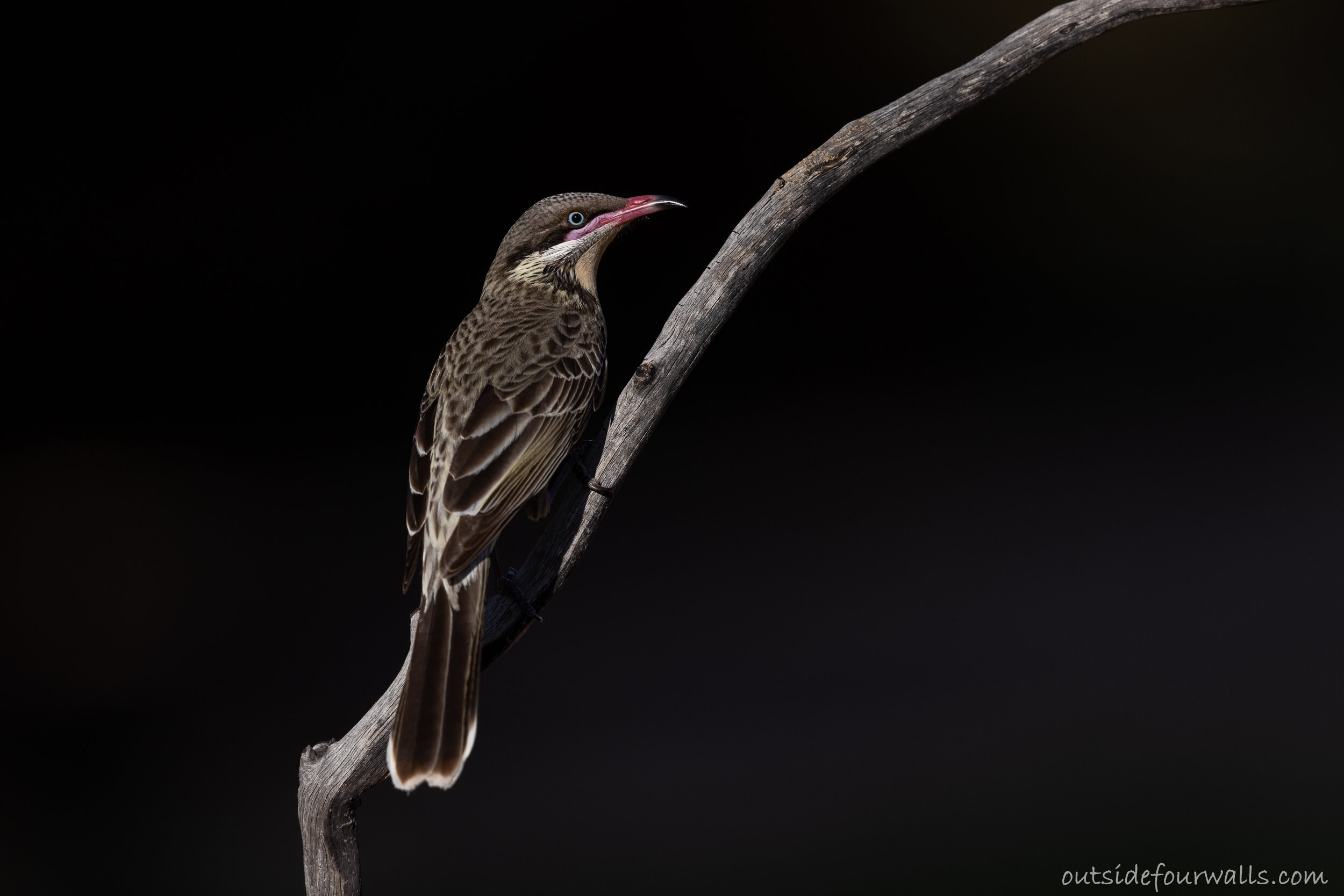 Spiny-cheeked Honeyeater (Acanthagenys rufogularis)