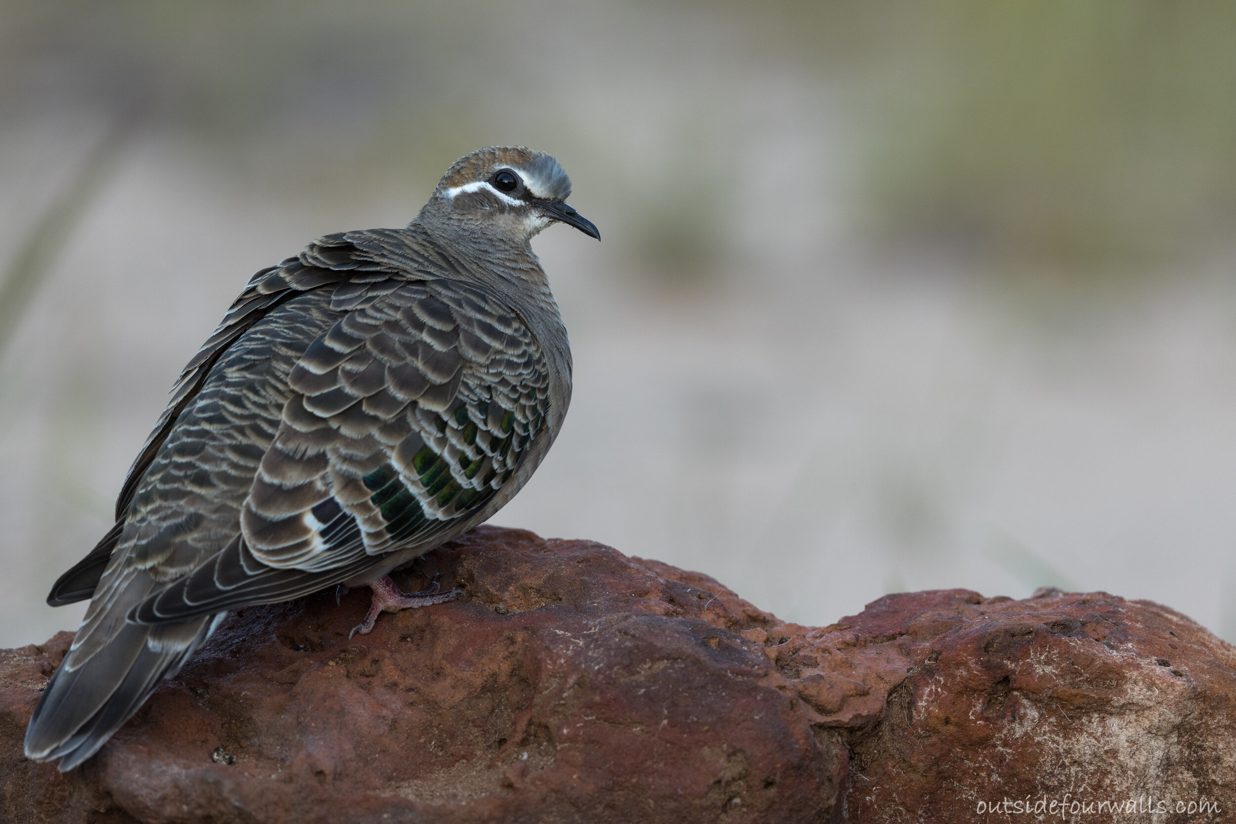 Female Common Bronzewing (Phaps chalcoptera)