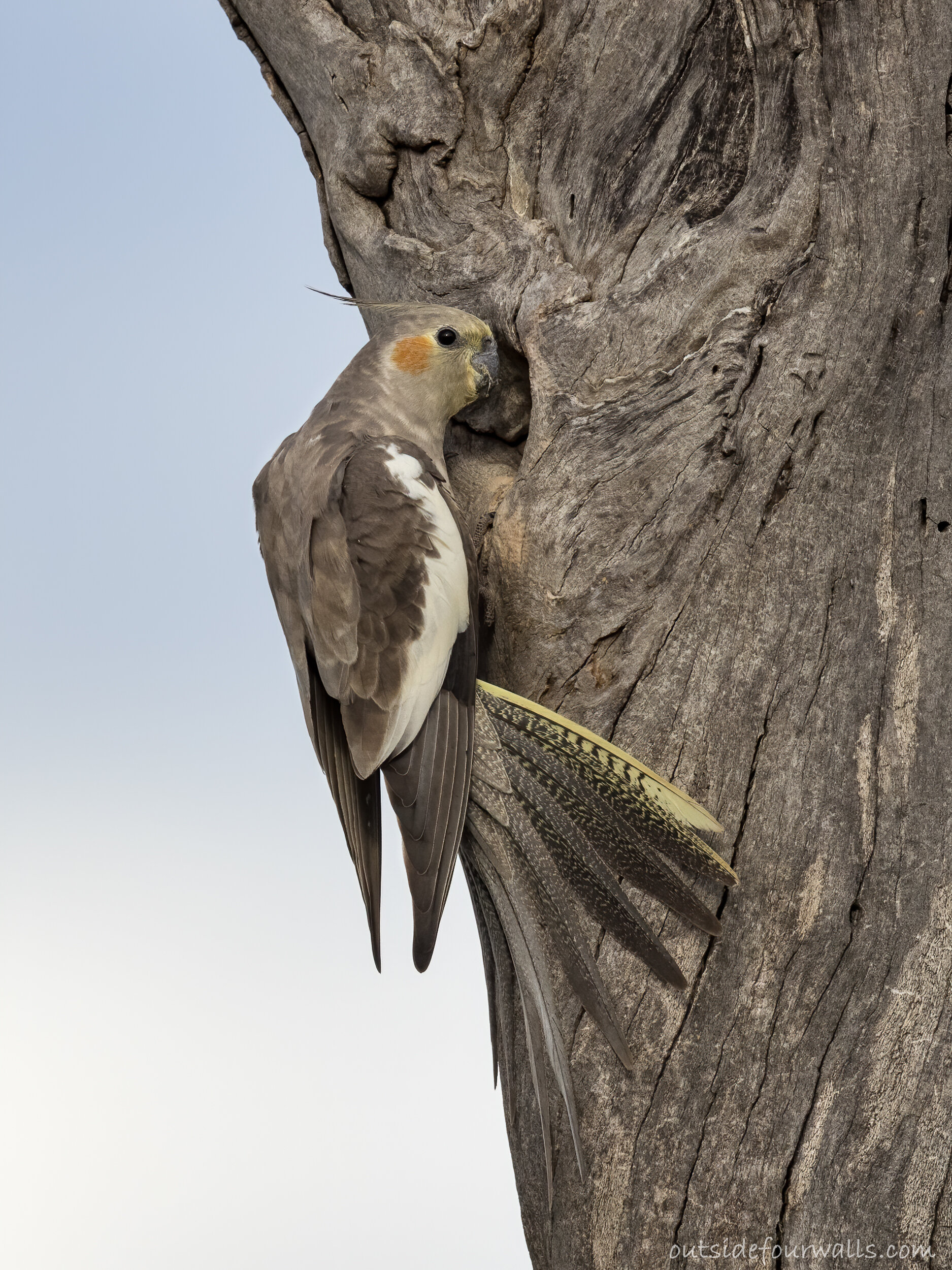 Female Cockatiel (Nymphicus hollandicus)