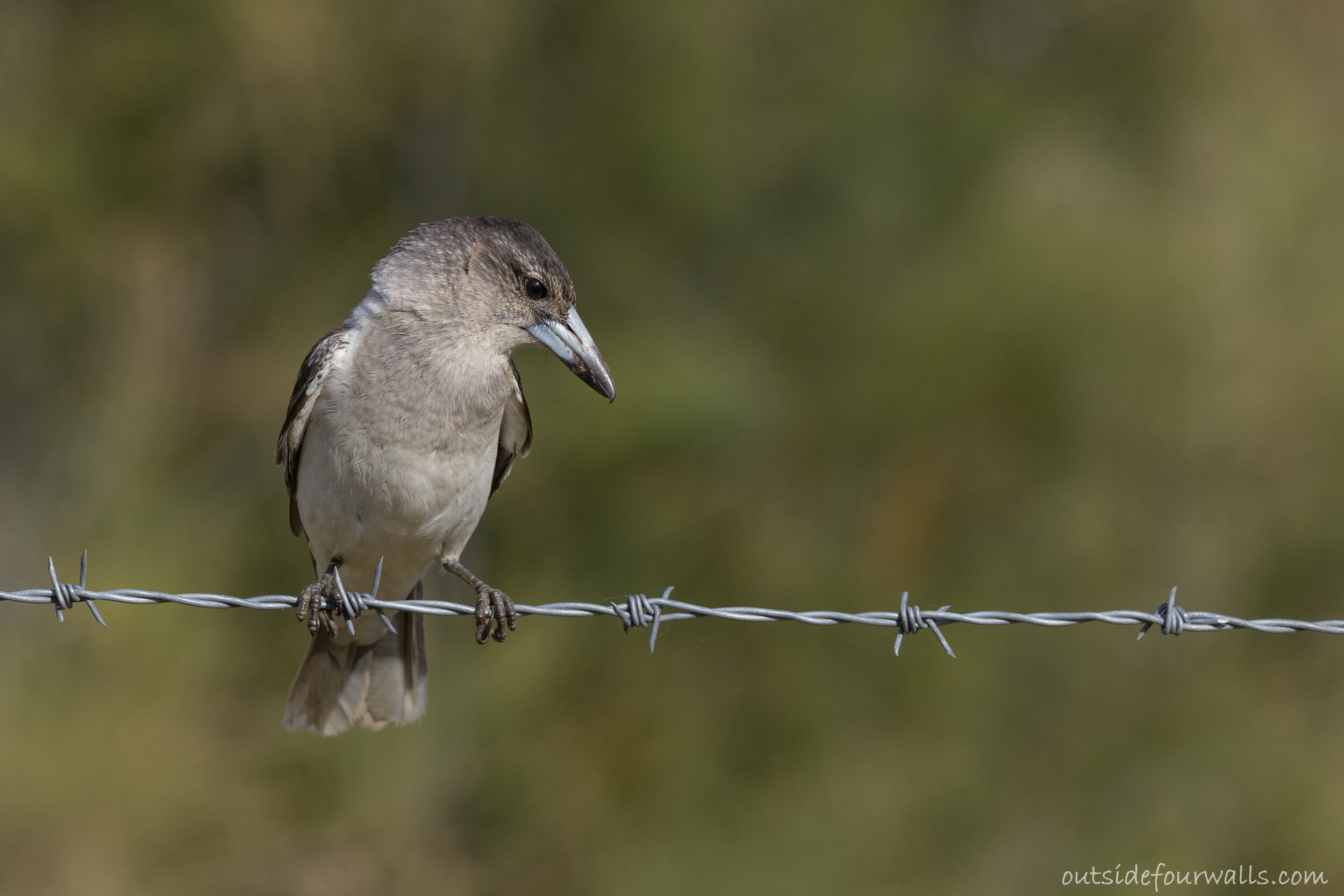 Immature Pied Butcherbird (Cracticus nigrogularis)