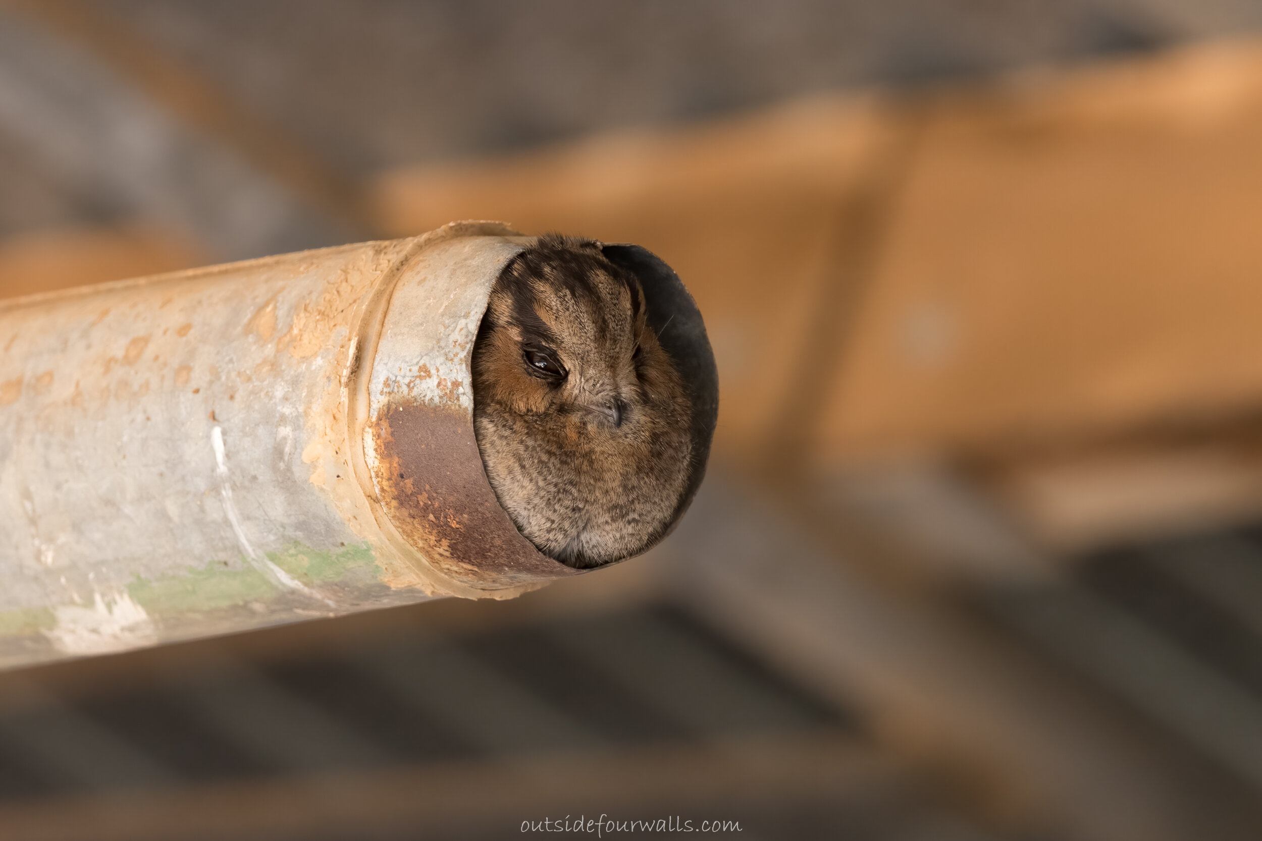Australian Owlet-nightjar (Aegotheles cristatus)