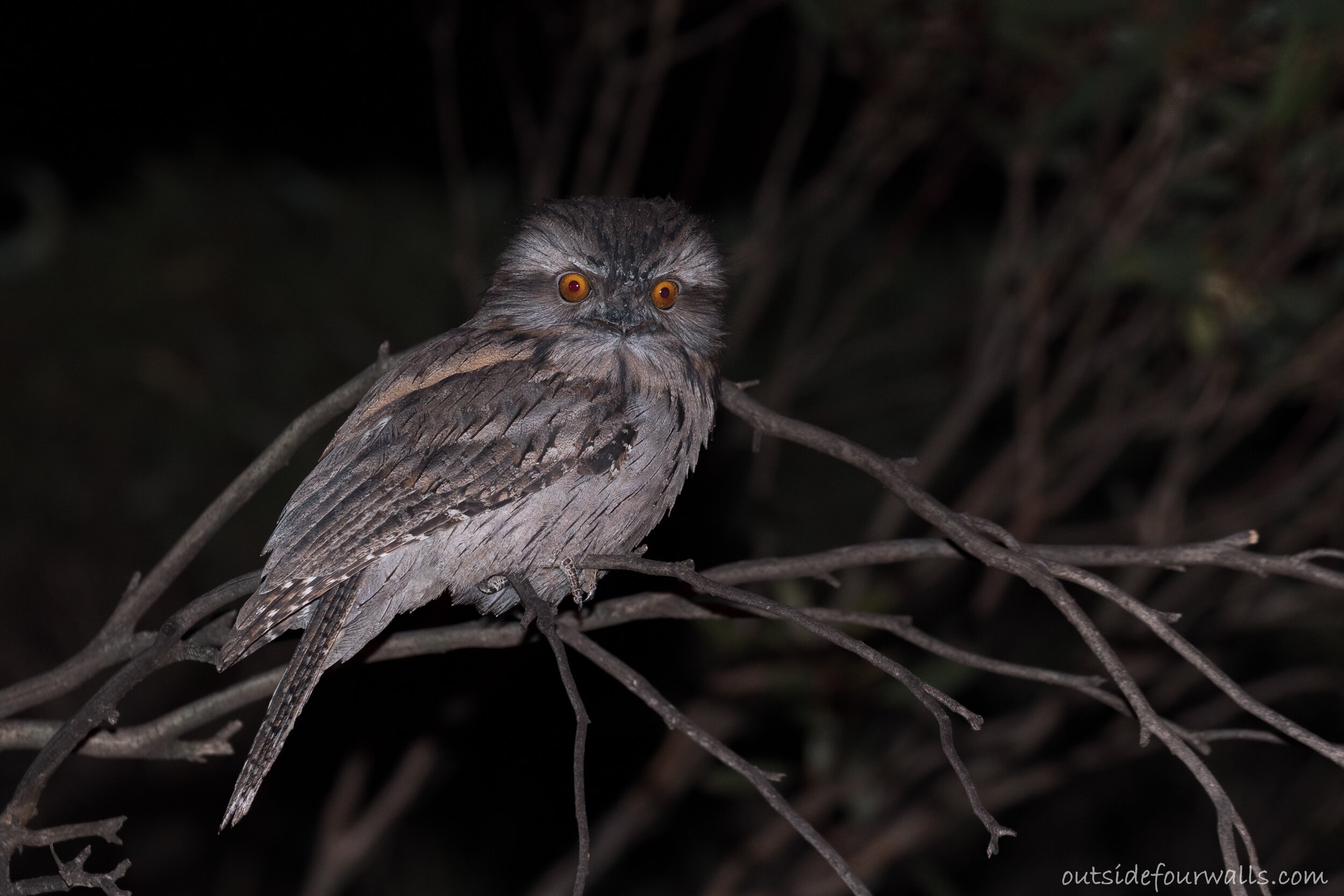 Tawny Frogmouth (Podargus strigoides)