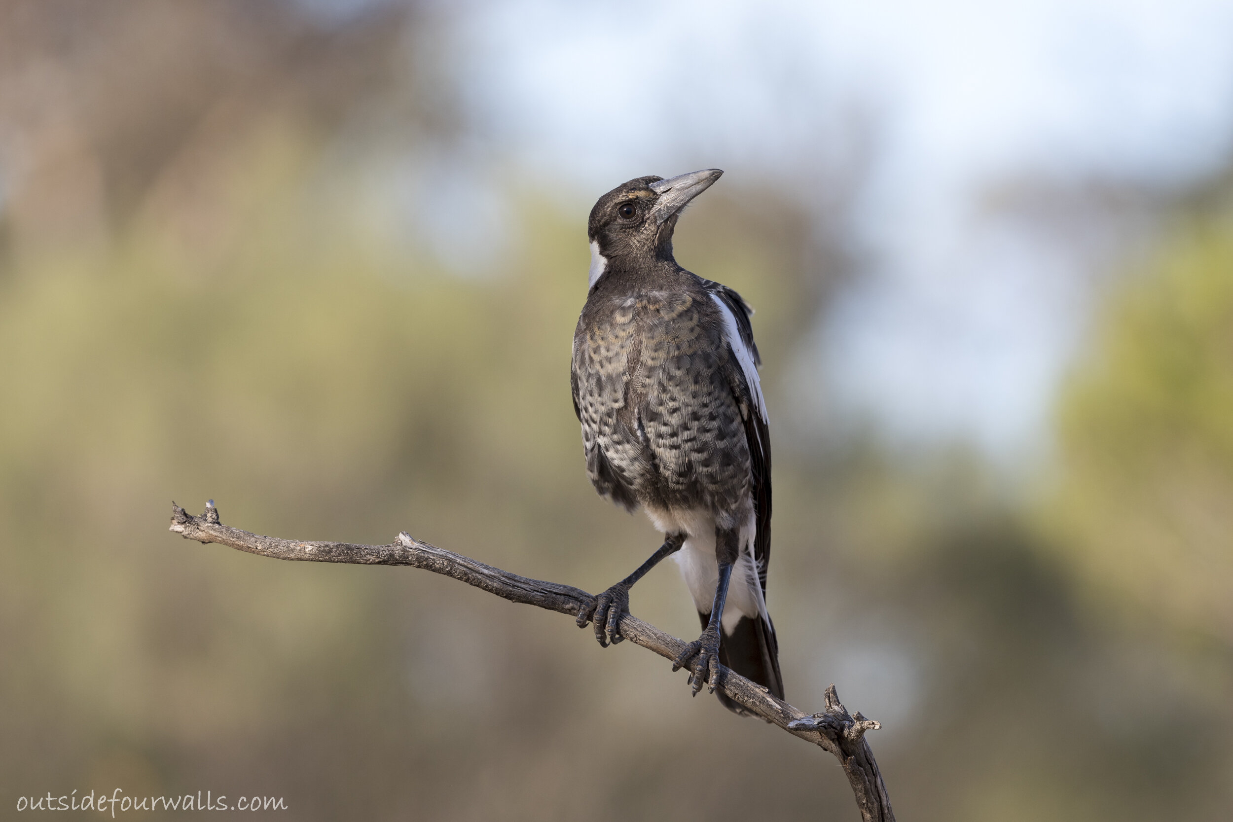 Juvenile Australian "Black-backed" Magpie (Gymnorhina tibicen)