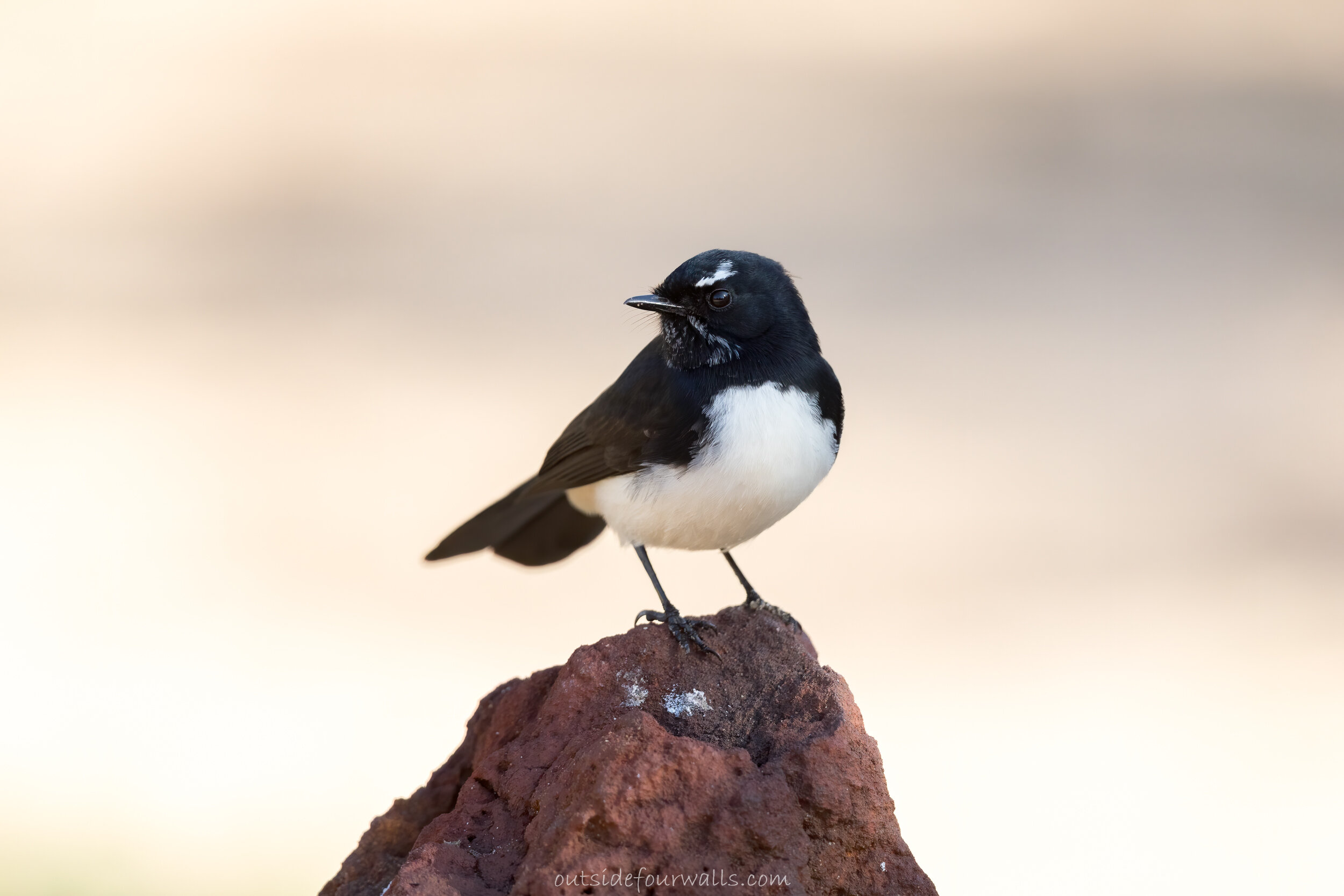 Willie Wagtail (Rhipidura leucophrys)