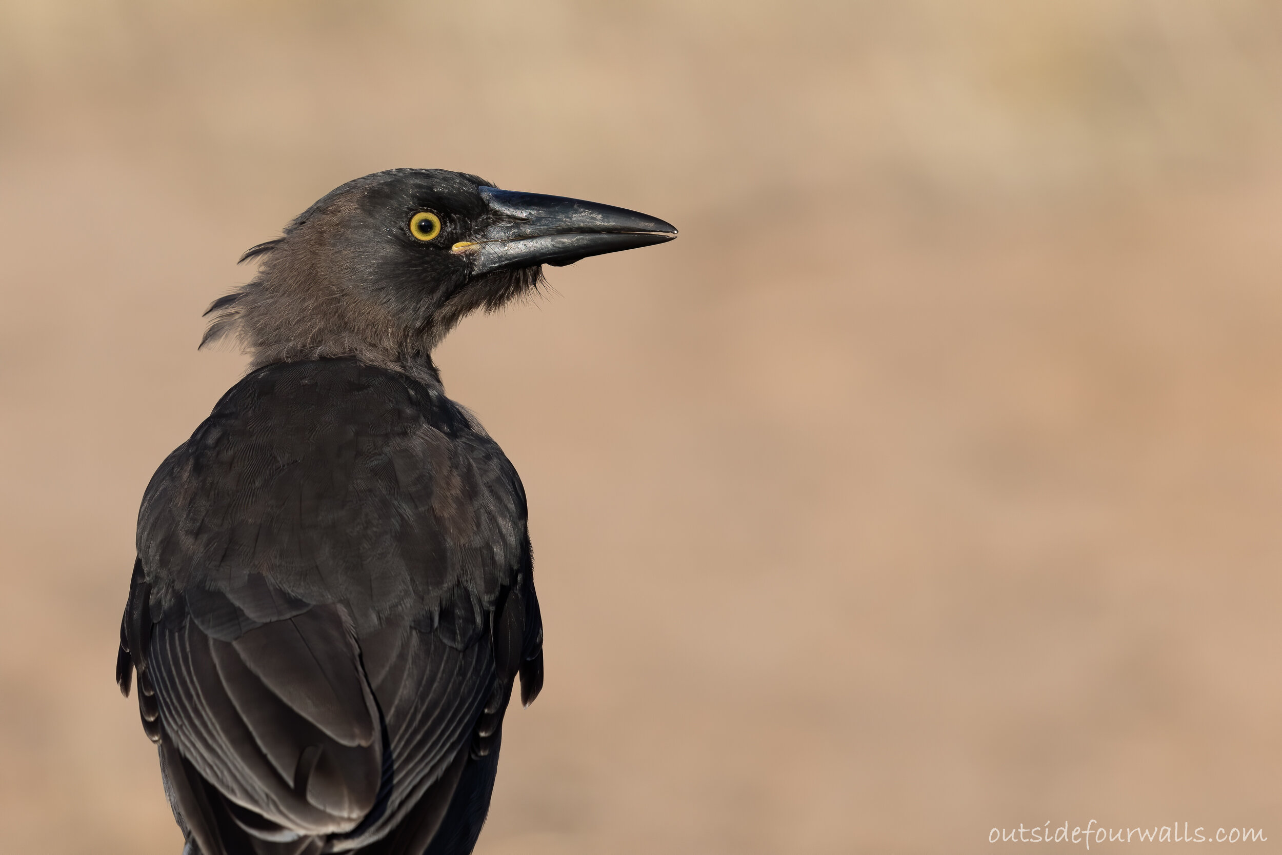 Juvenile Grey Currawong (Strepera versicolor ssp. melanoptra)