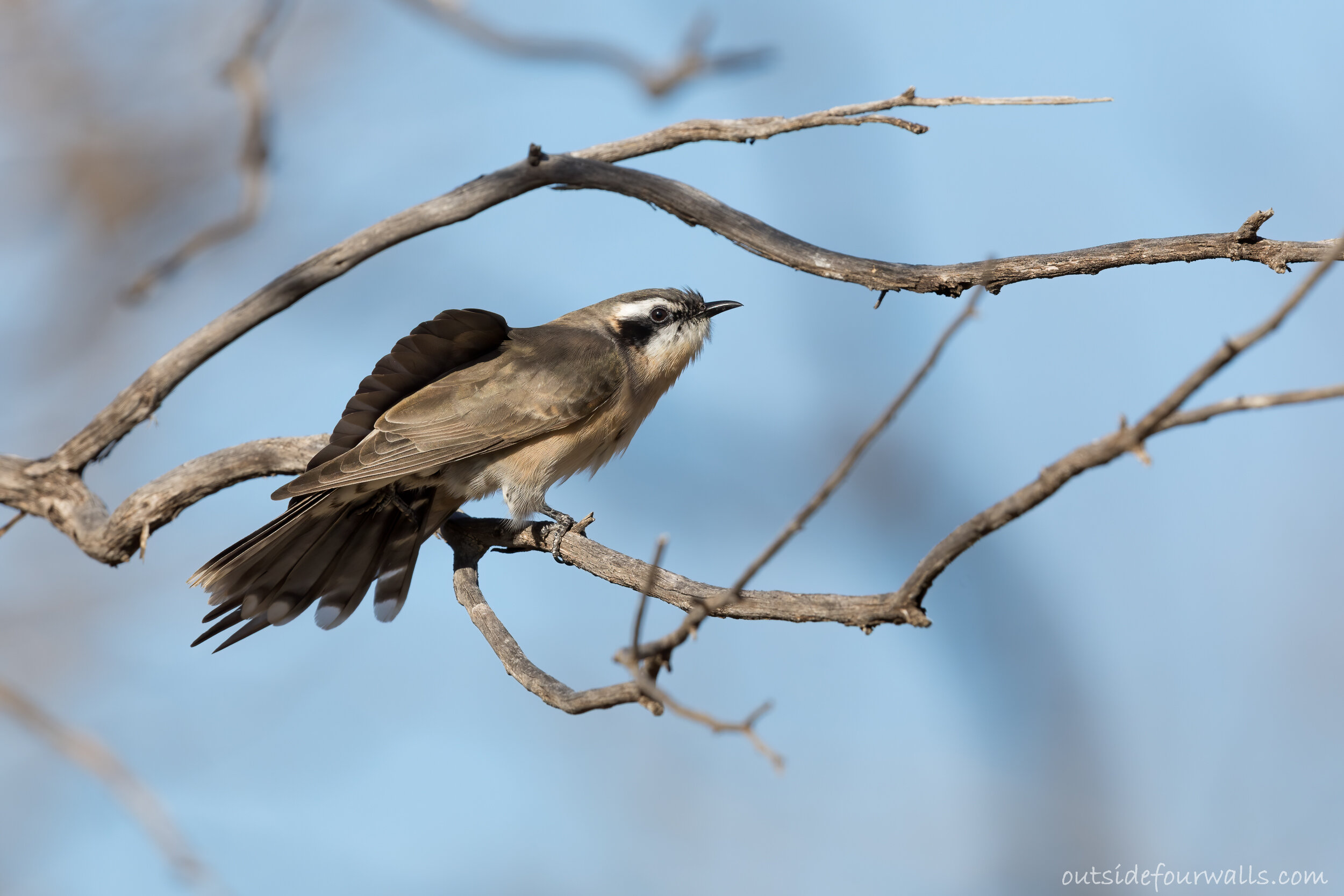 Black-eared Cuckoo (Chrysococcyx osculans)
