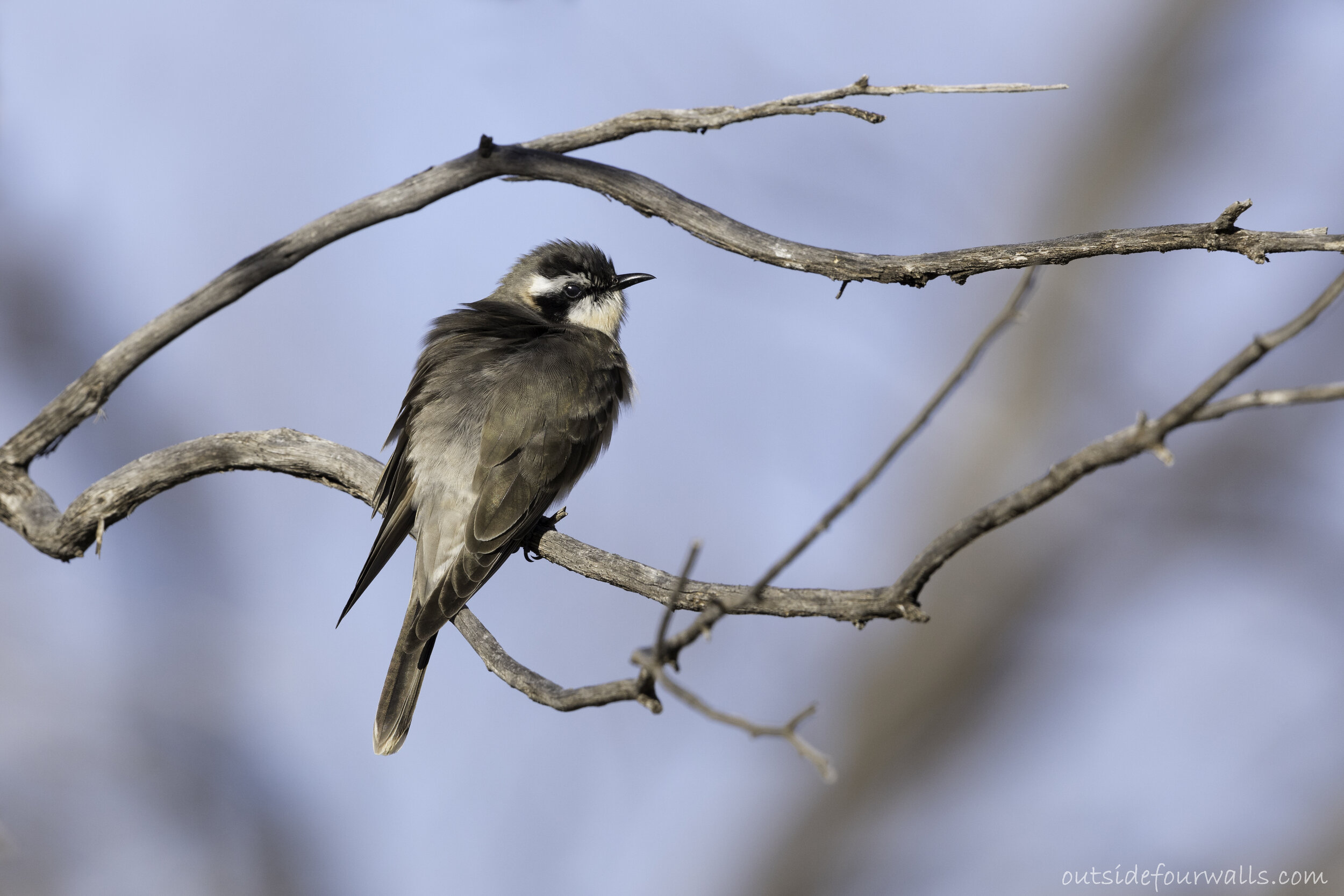 Black-eared Cuckoo (Chrysococcyx osculans)