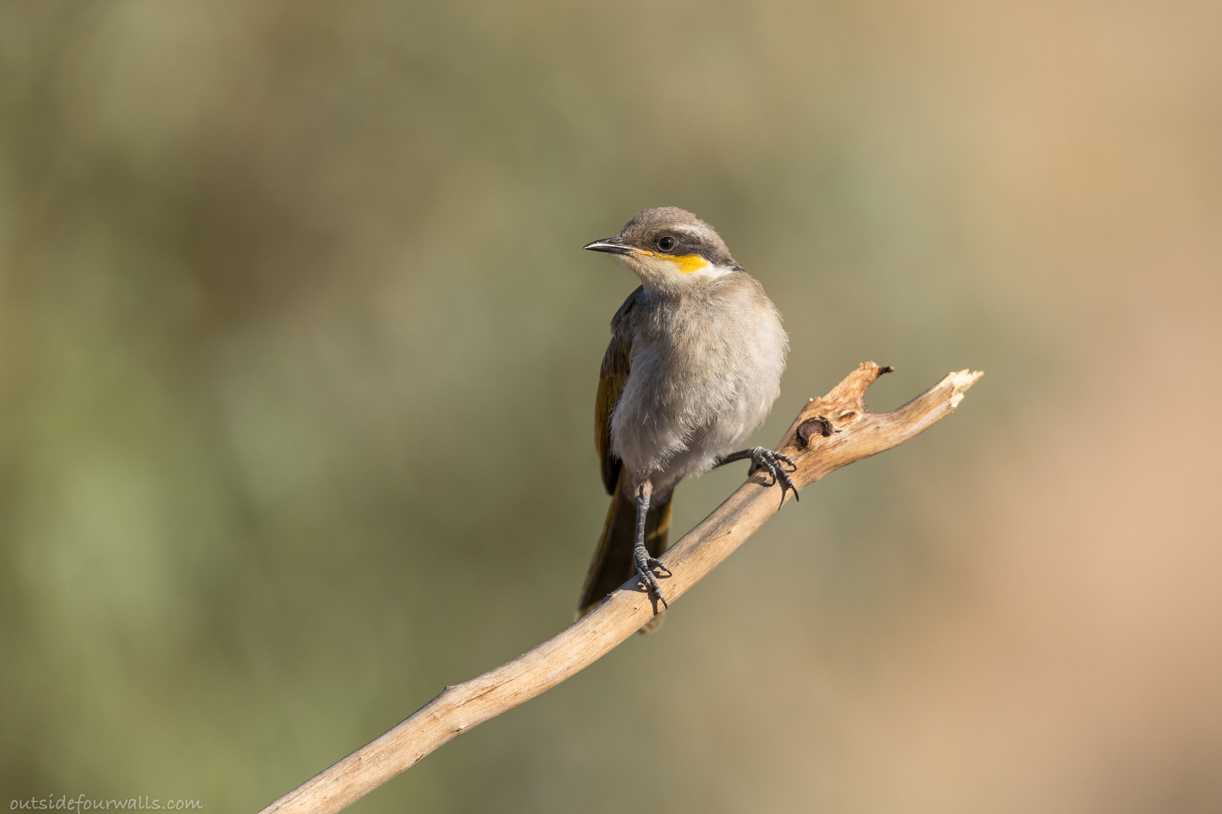 Juvenile Singing Honeyeater (Gavicalis virescens)